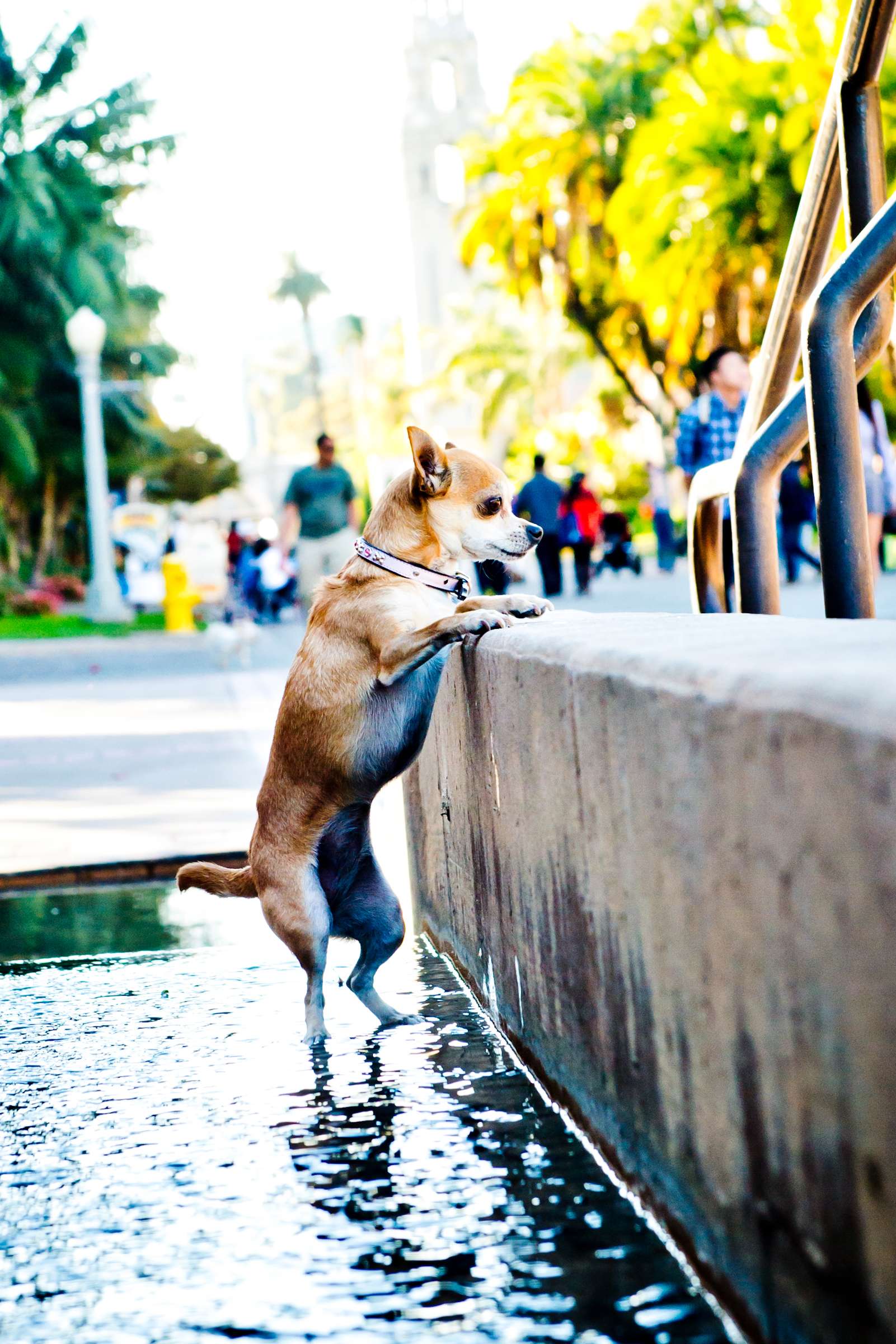 Wedding, Cute Dogs Wedding Photo #75 by True Photography