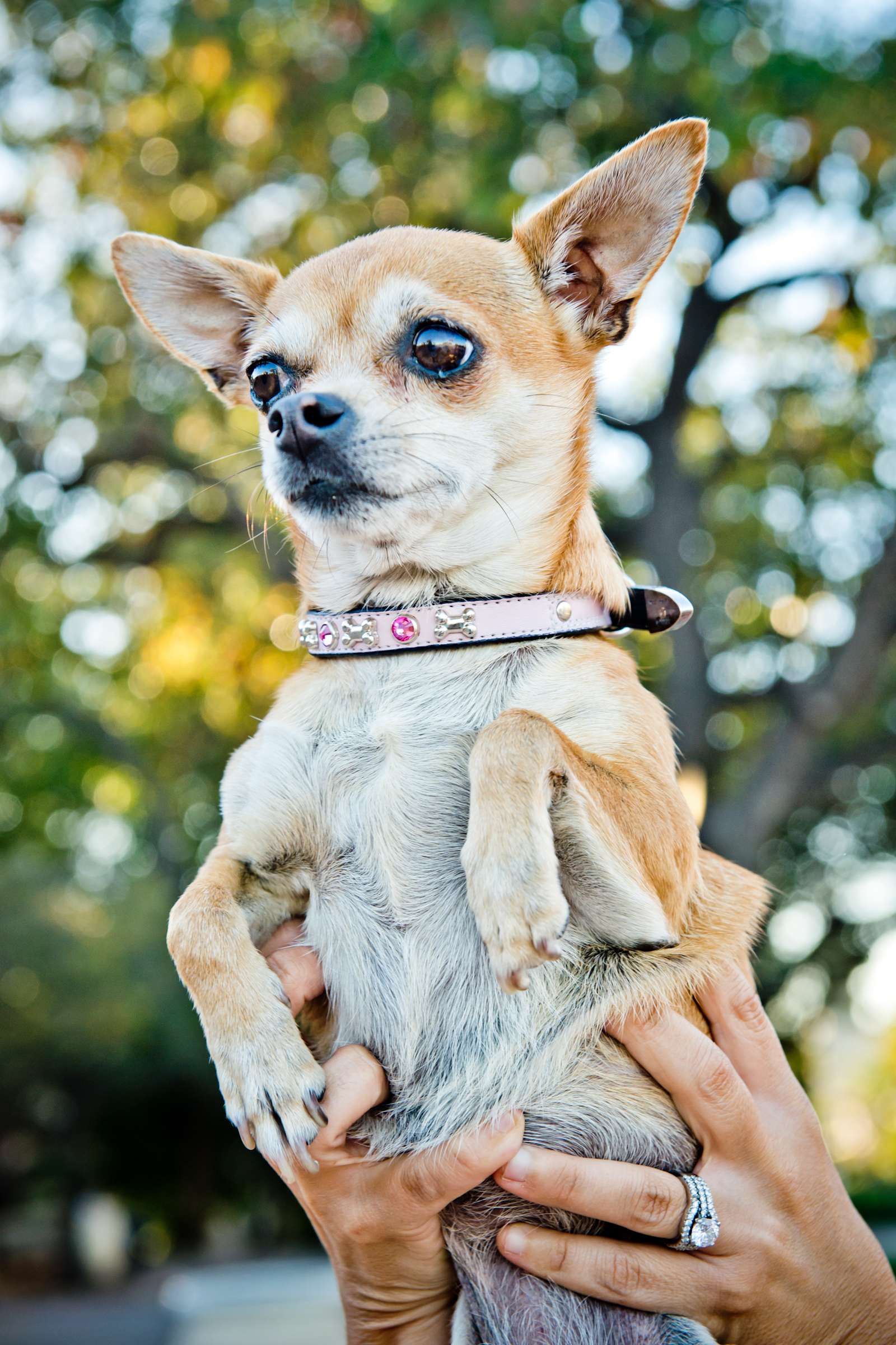 Wedding, Cute Dogs Wedding Photo #82 by True Photography