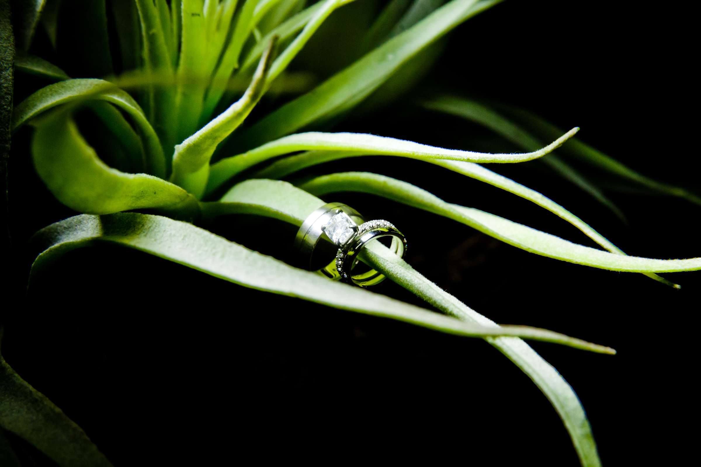 Rings at The Strand Beach Club Wedding, Susie and Joshua Wedding Photo #137451 by True Photography