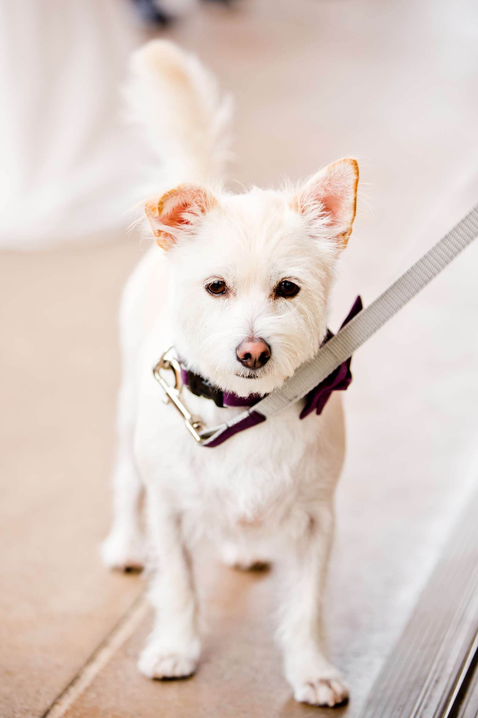 Scripps Seaside Forum Wedding coordinated by First Comes Love Weddings & Events, Jessica and Daniel Wedding Photo #185329 by True Photography