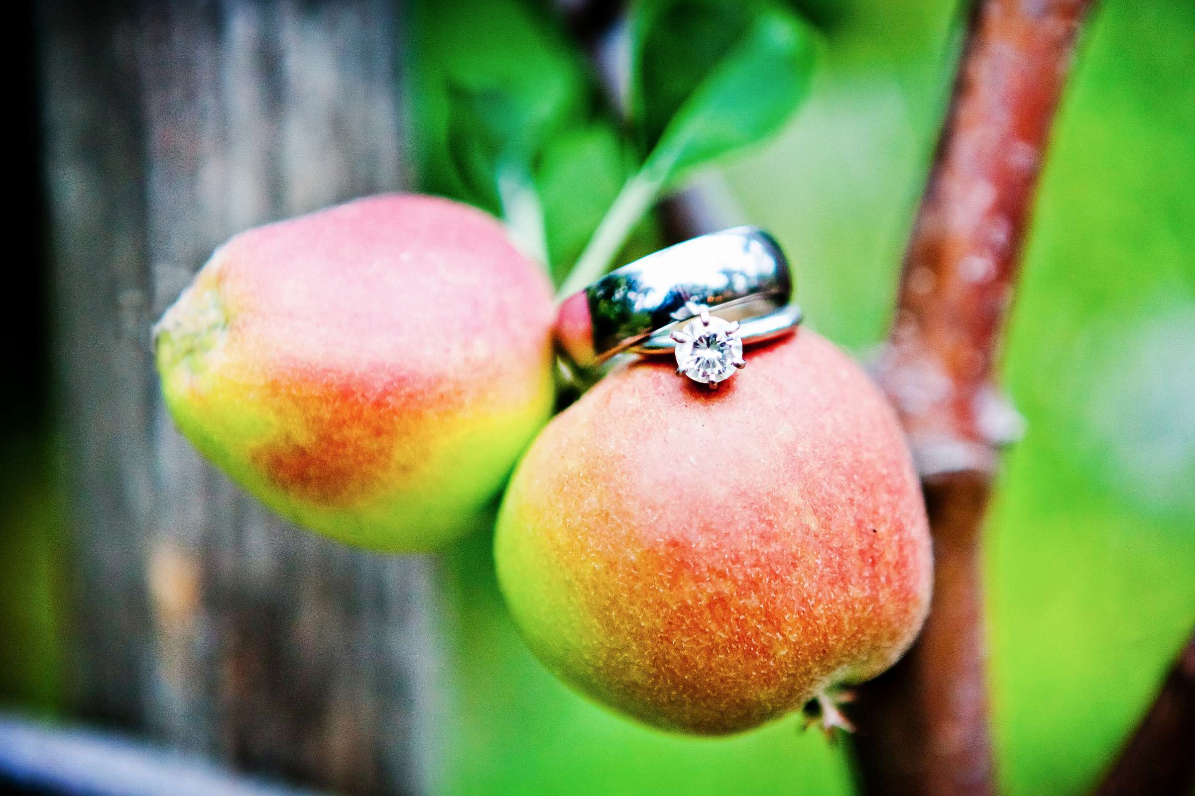 Rings at Wedding, Emily and Scott Wedding Photo #205525 by True Photography