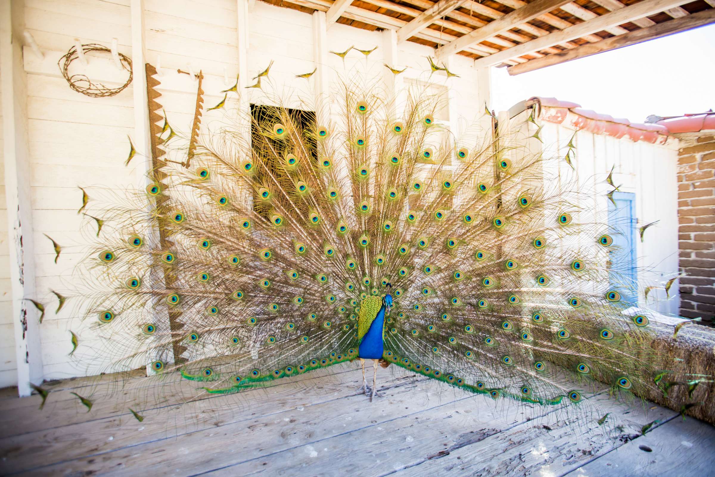 Leo Carrillo Ranch Wedding, MacKenzee and Efren Wedding Photo #19 by True Photography