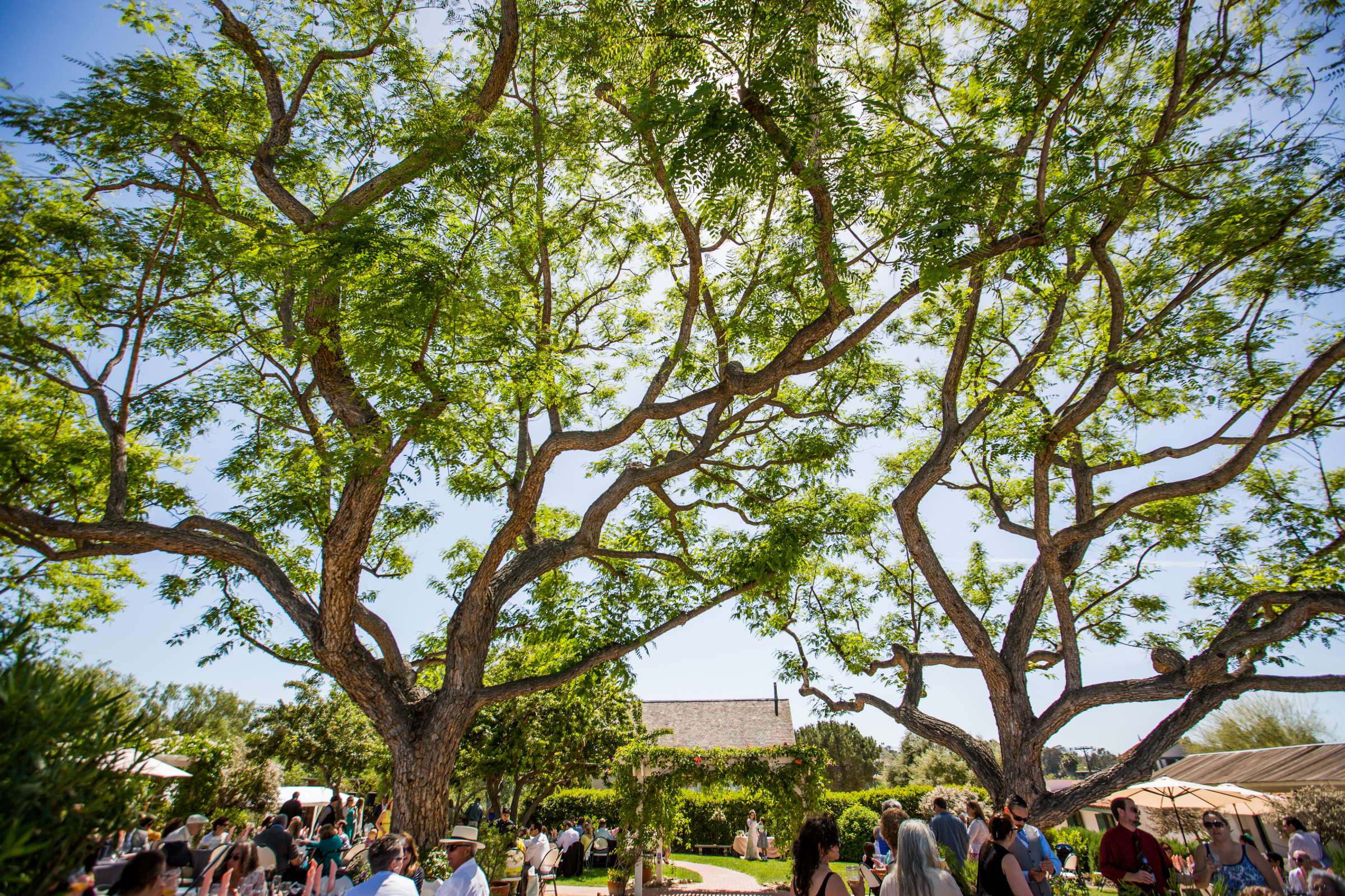 Rancho Guajome Adobe Wedding coordinated by Selina Rose Weddings & Events, Leticia and Anthony Wedding Photo #14 by True Photography