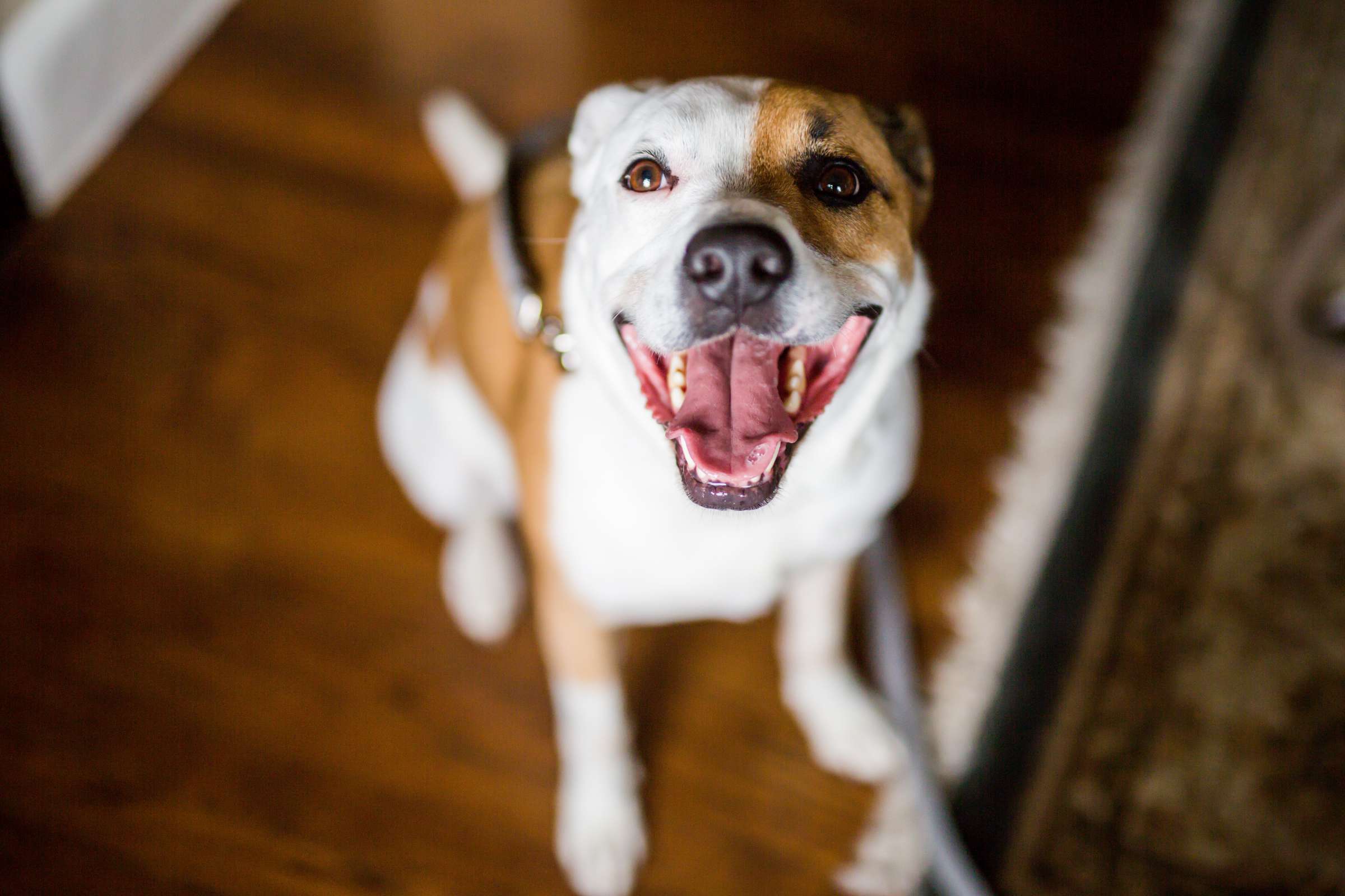 Pets at Wedding, Kate and Brad Wedding Photo #250034 by True Photography