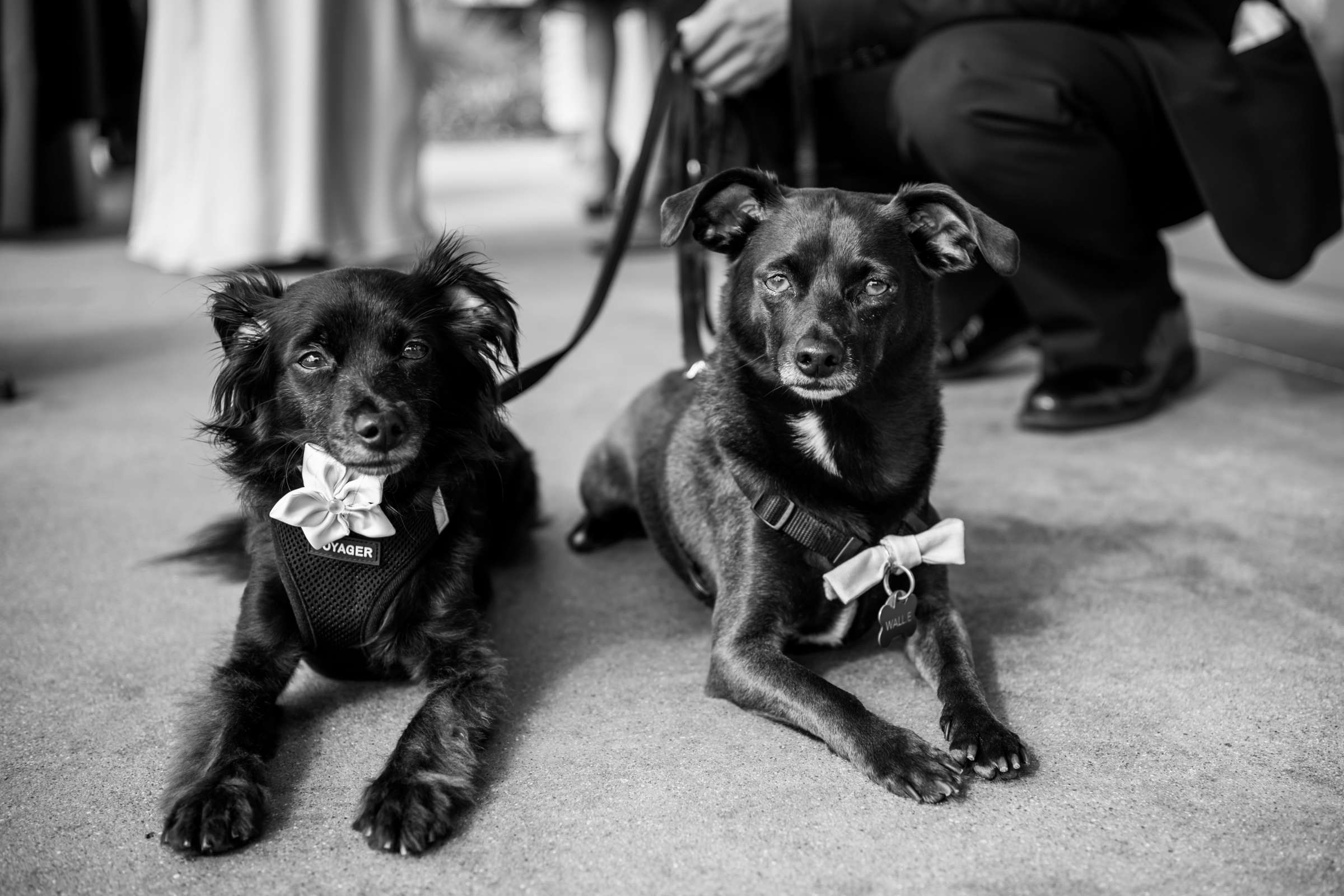 Scripps Seaside Forum Wedding coordinated by First Comes Love Weddings & Events, Lisa and Simon Wedding Photo #11 by True Photography