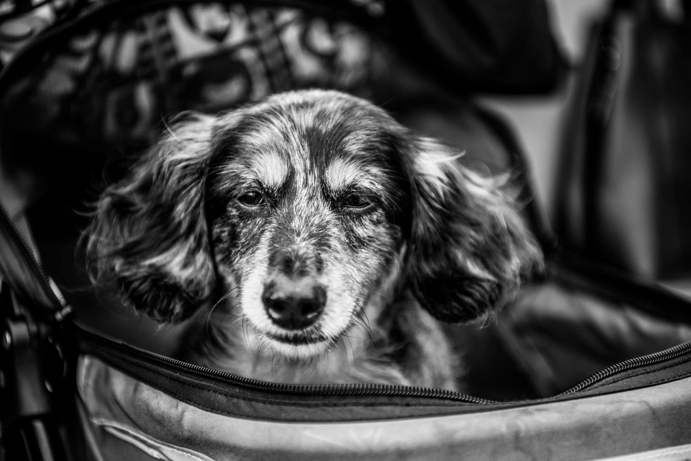 Pets at Scripps Seaside Forum Wedding coordinated by First Comes Love Weddings & Events, Lisa and Simon Wedding Photo #58 by True Photography