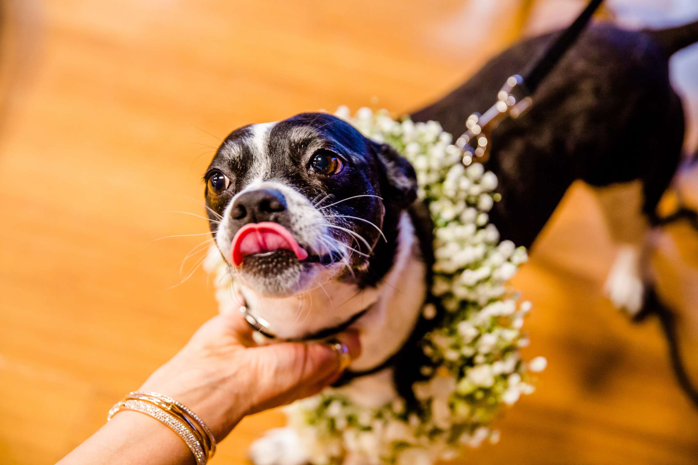 Martin Johnson House Wedding coordinated by Elements of Style, Anna and Travis Wedding Photo #315646 by True Photography