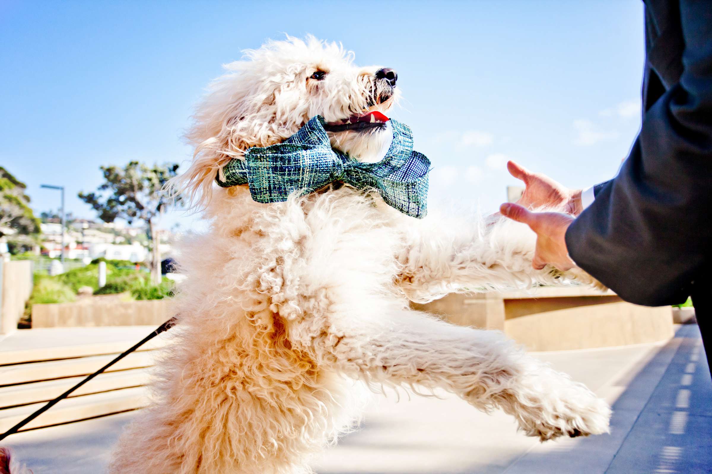 Scripps Seaside Forum Wedding coordinated by Coast Catering, Jamie and Danny Wedding Photo #335835 by True Photography