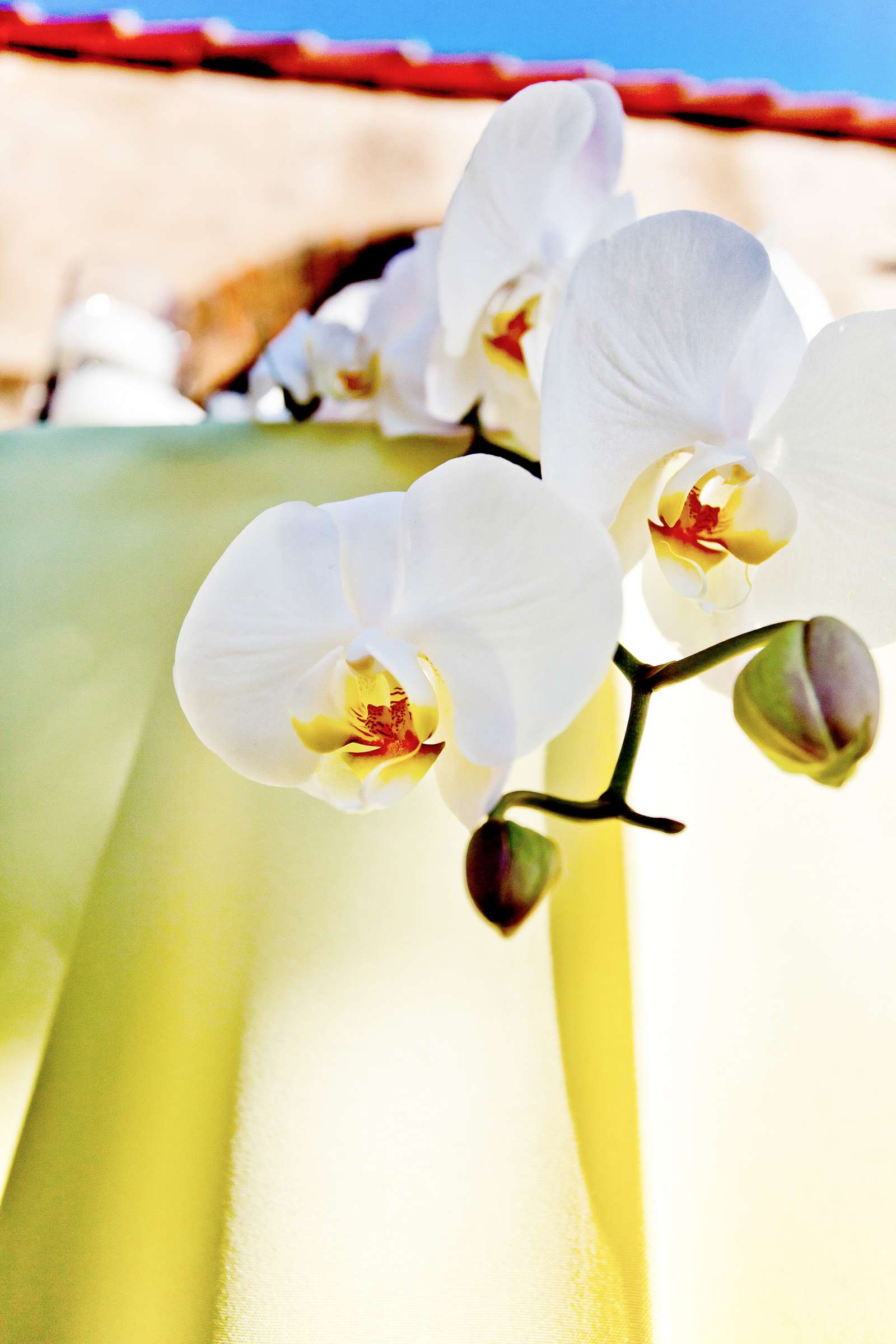 Scripps Seaside Forum Wedding, Anne-Marie and Matthew Wedding Photo #353088 by True Photography