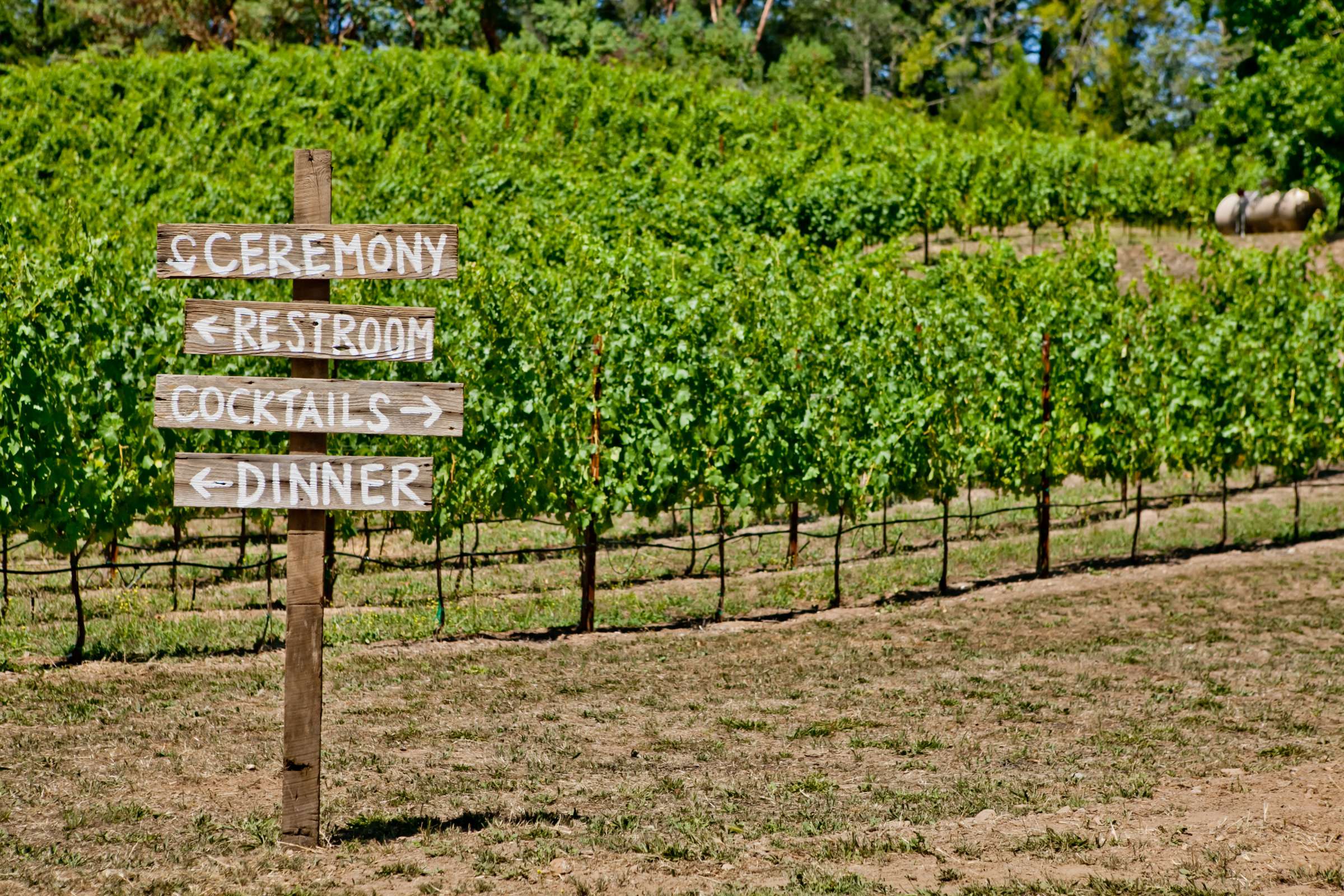 Yates Family Vineyard Wedding coordinated by Napa Valley Celebrations, Katie and Patrick Wedding Photo #356104 by True Photography