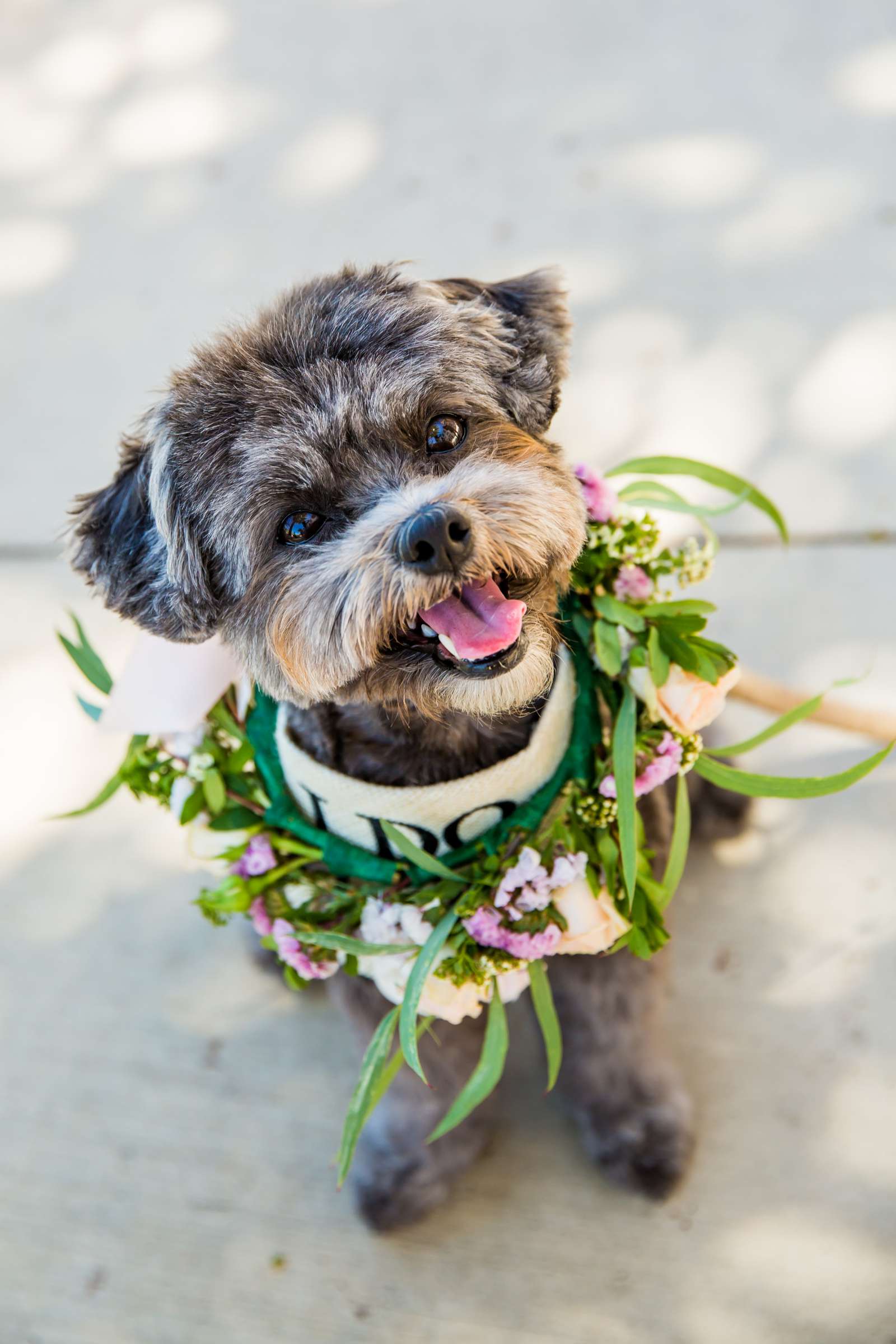 Pets at Wedding, Ingrid and Armando Wedding Photo #383270 by True Photography