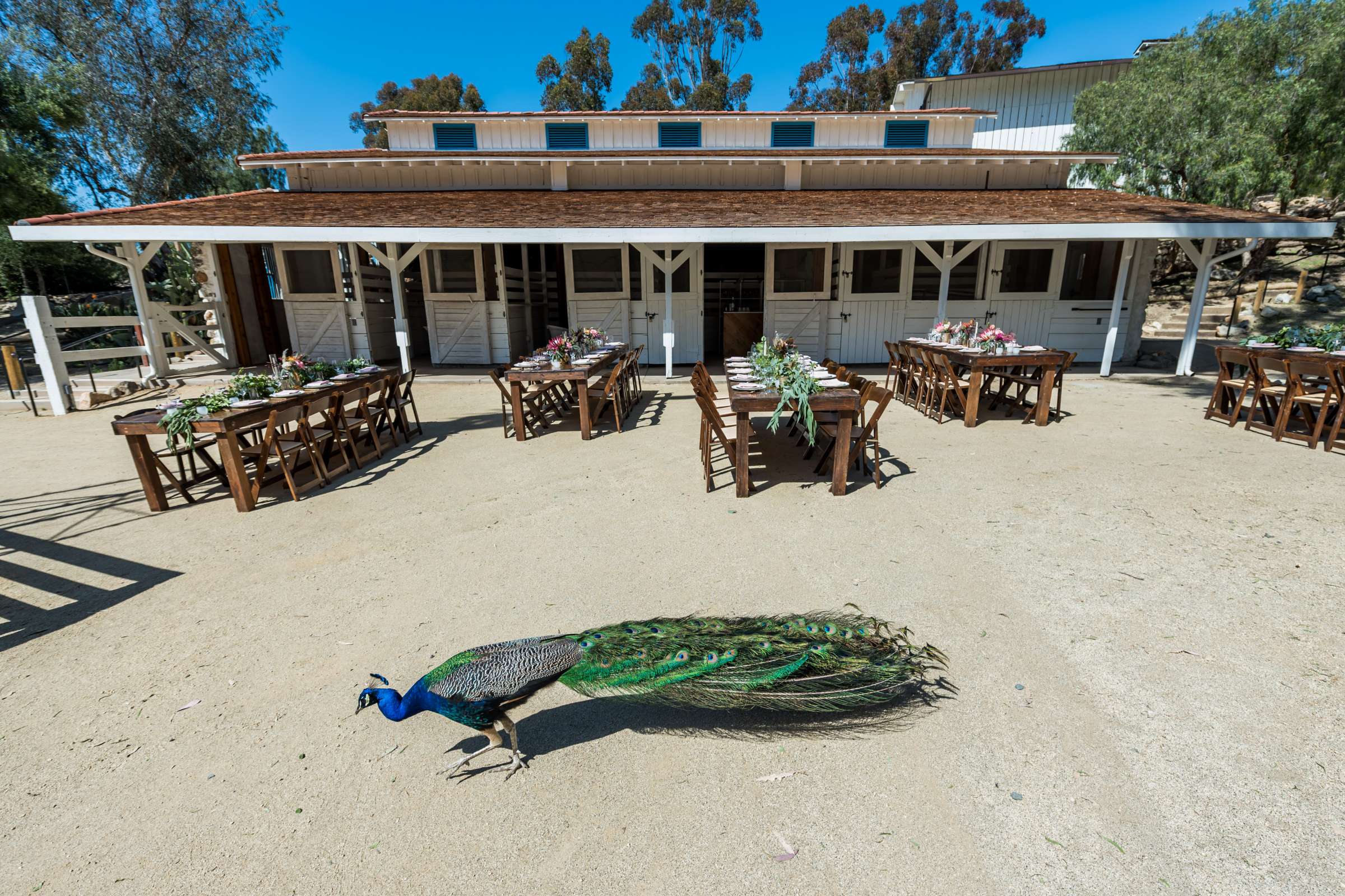 Leo Carrillo Ranch Wedding, Stable and Corral Wedding Photo #71 by True Photography