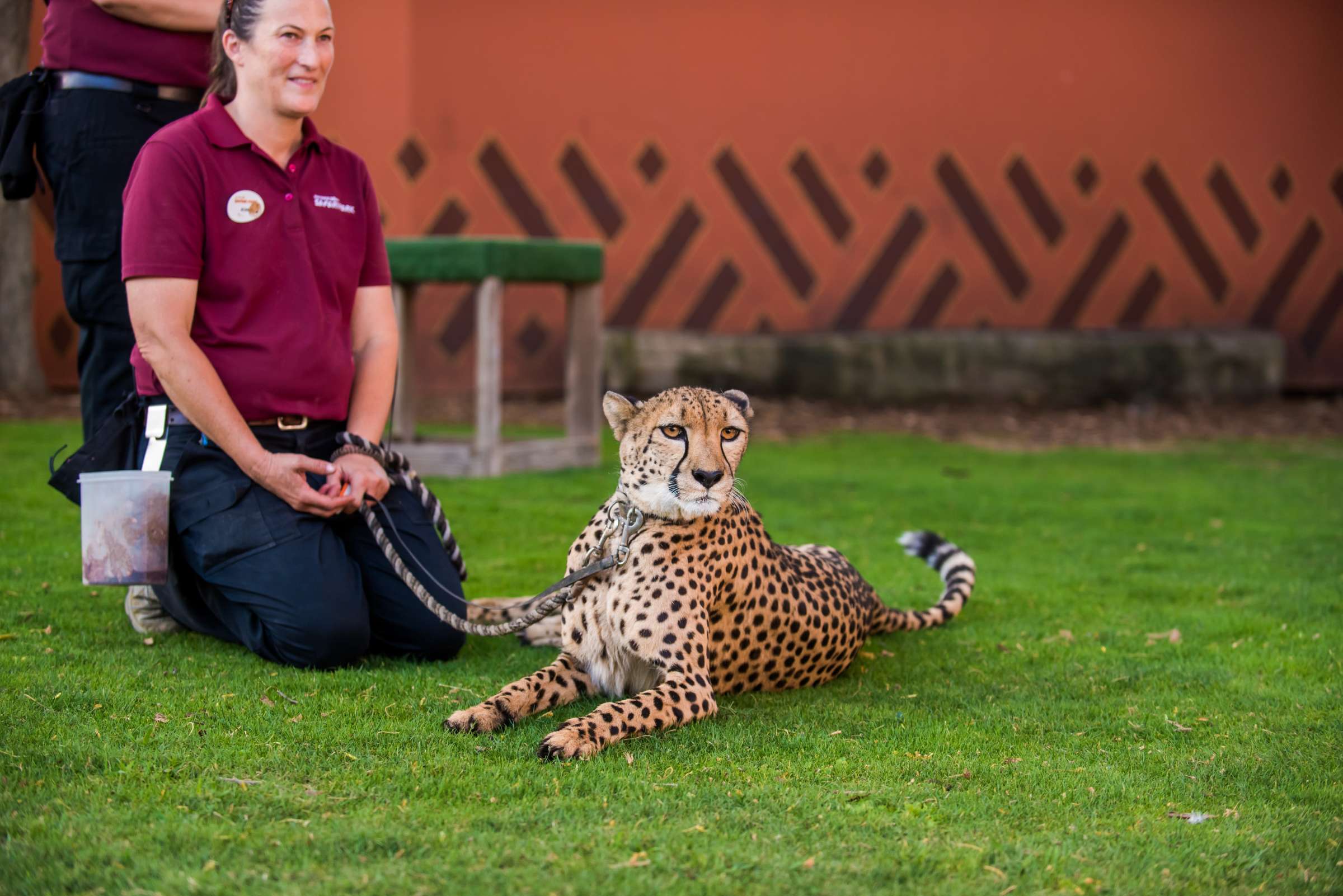 Safari Park Wedding, Rebecca and Corey Wedding Photo #47 by True Photography