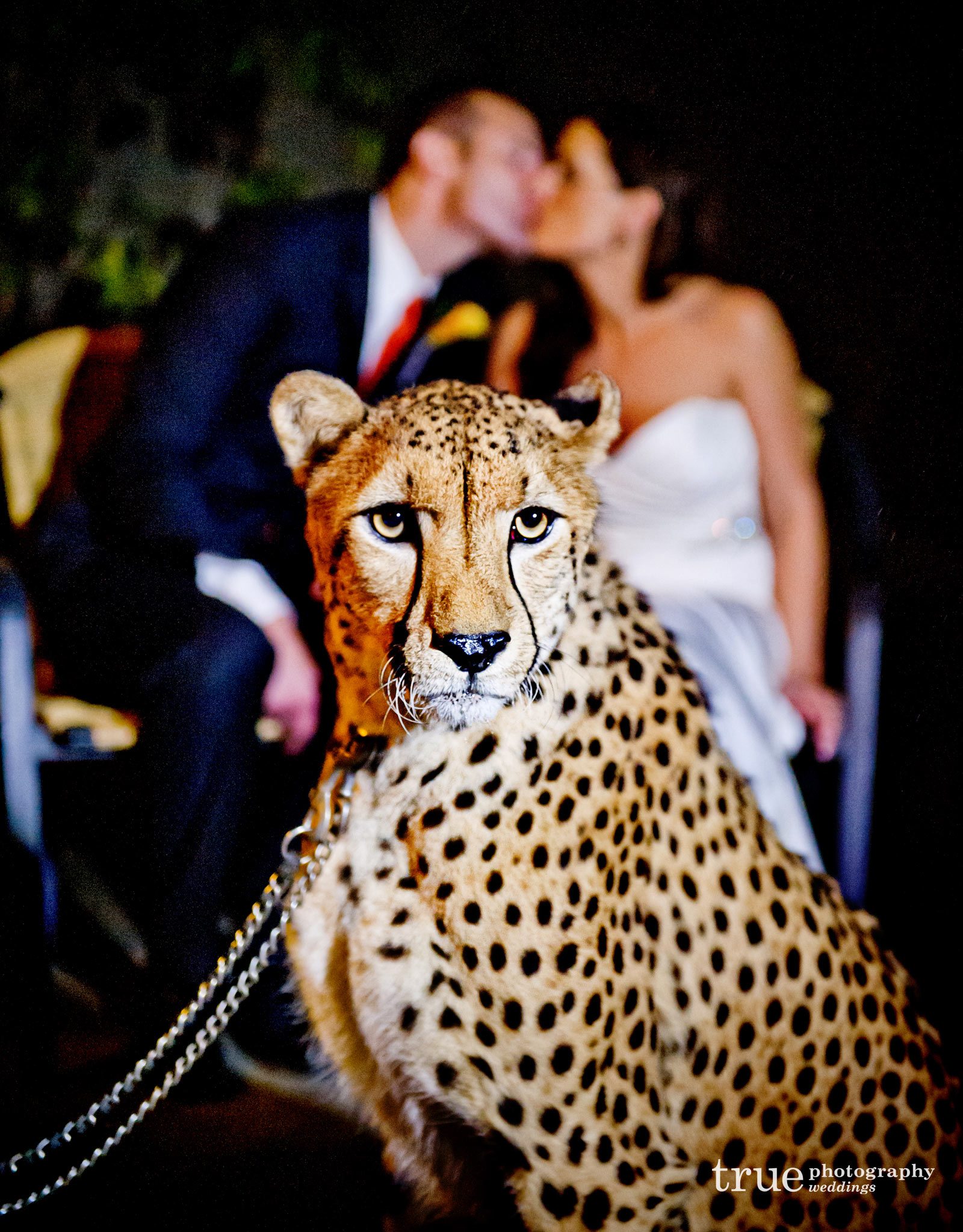 Леопардовое свадебное платье