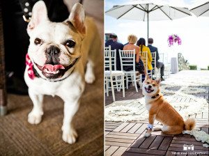 Dogs in wedding outfits