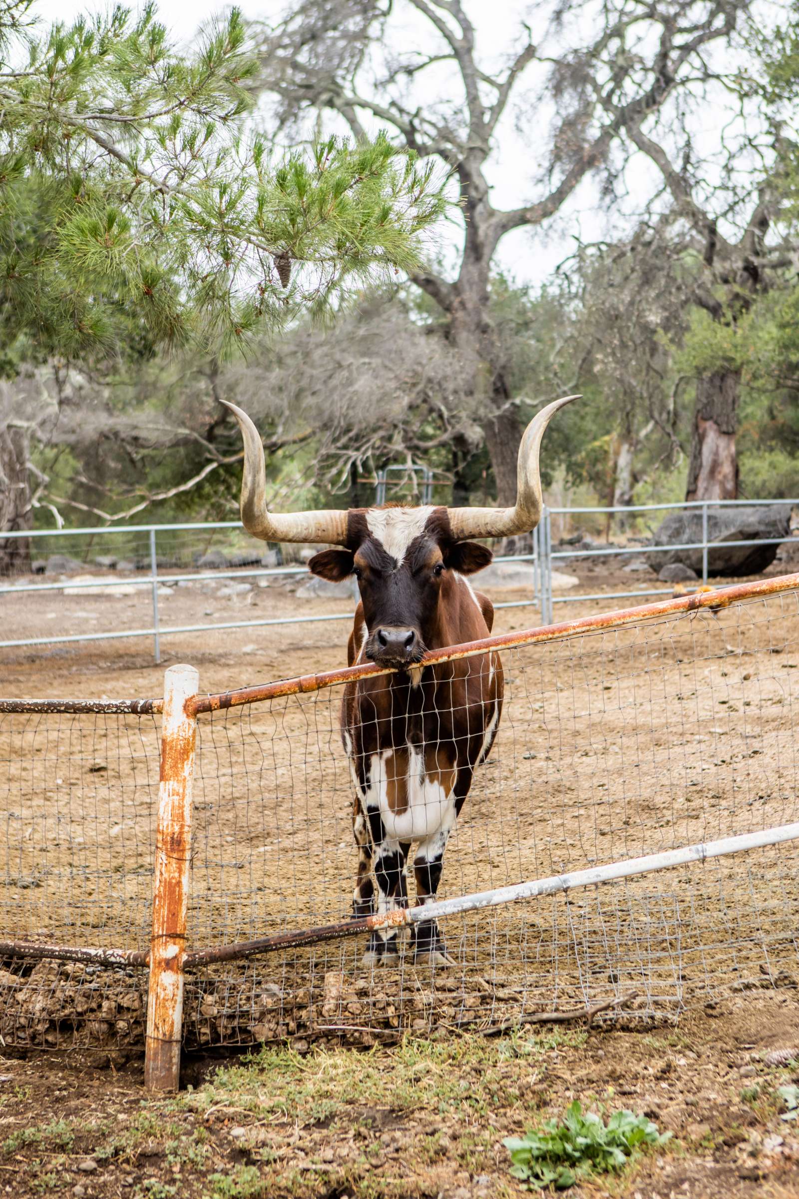 Condors Nest Ranch Wedding, Natascha and Brent Wedding Photo #49 by True Photography