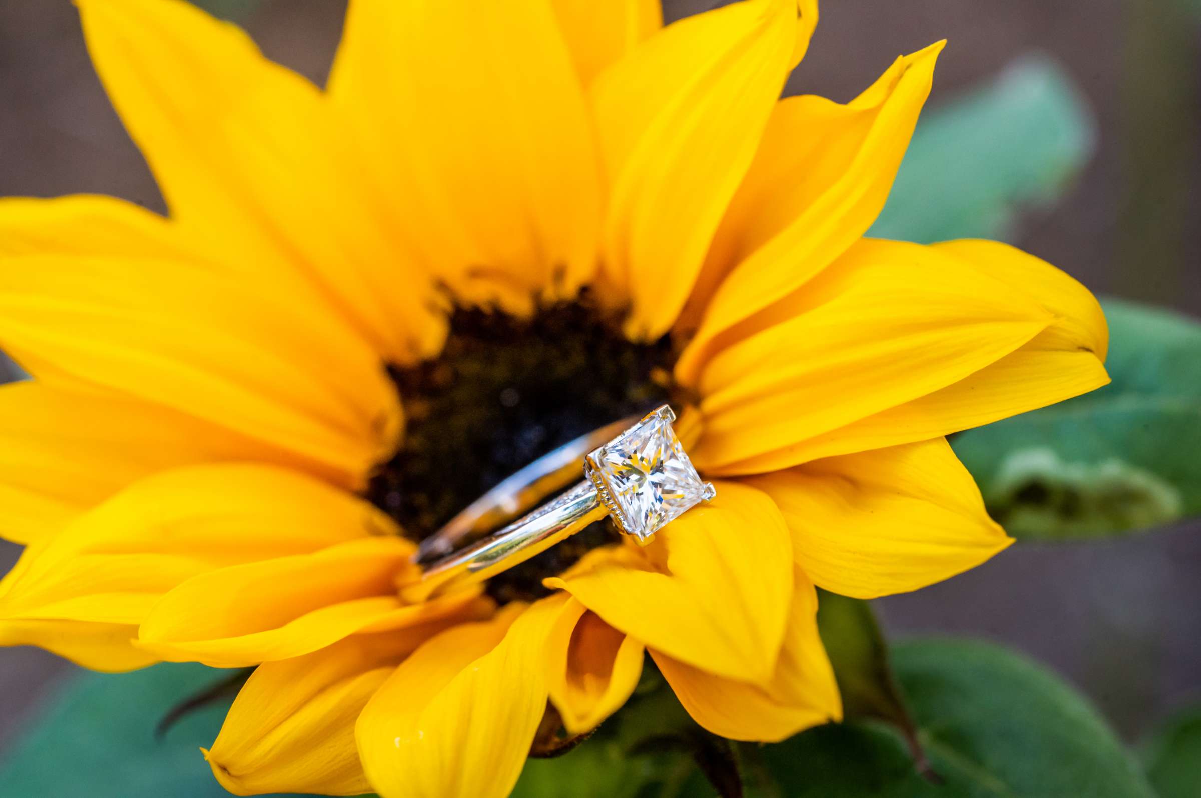 Proposal, Deb and Chris Proposal Photo #26 by True Photography