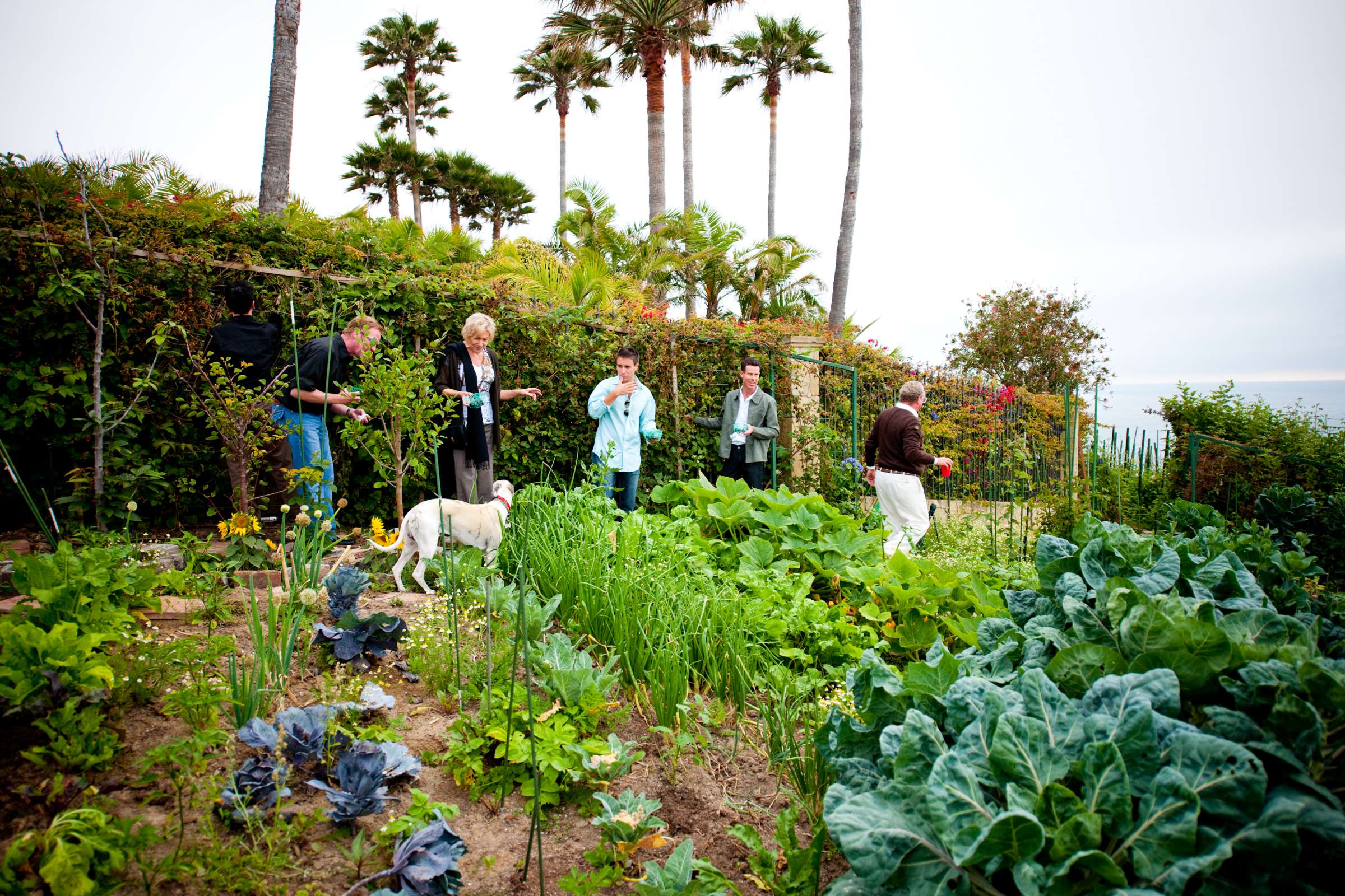 La Jolla Private Residence Wedding, Berry Dinner Wedding Photo #14002 by True Photography