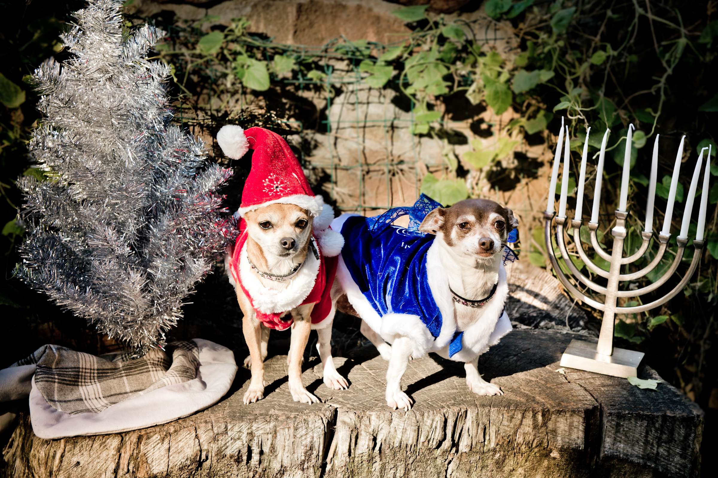 Wedding, Cute Dogs Wedding Photo #30 by True Photography