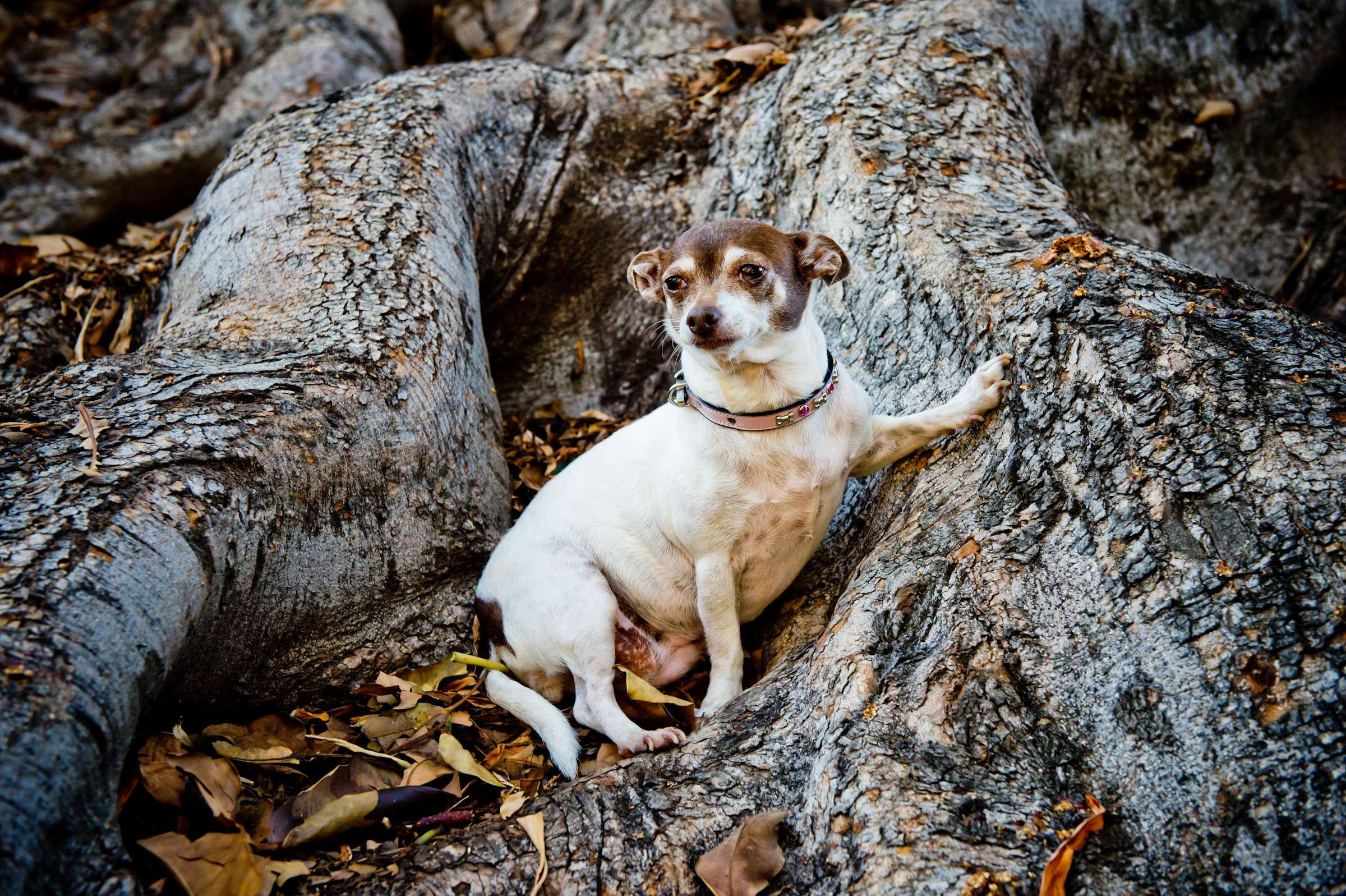 Wedding, Cute Dogs Wedding Photo #37 by True Photography