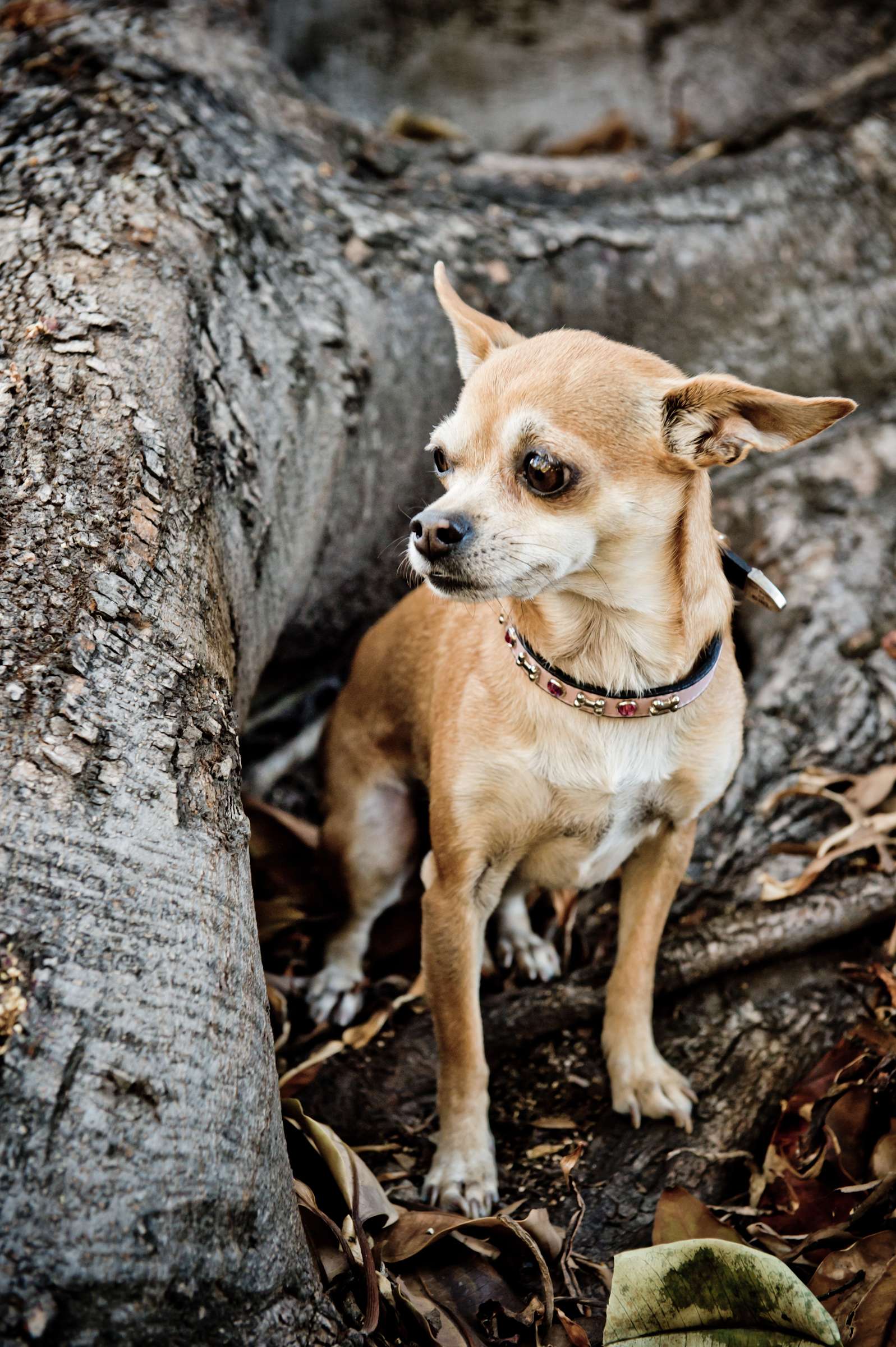 Wedding, Cute Dogs Wedding Photo #38 by True Photography