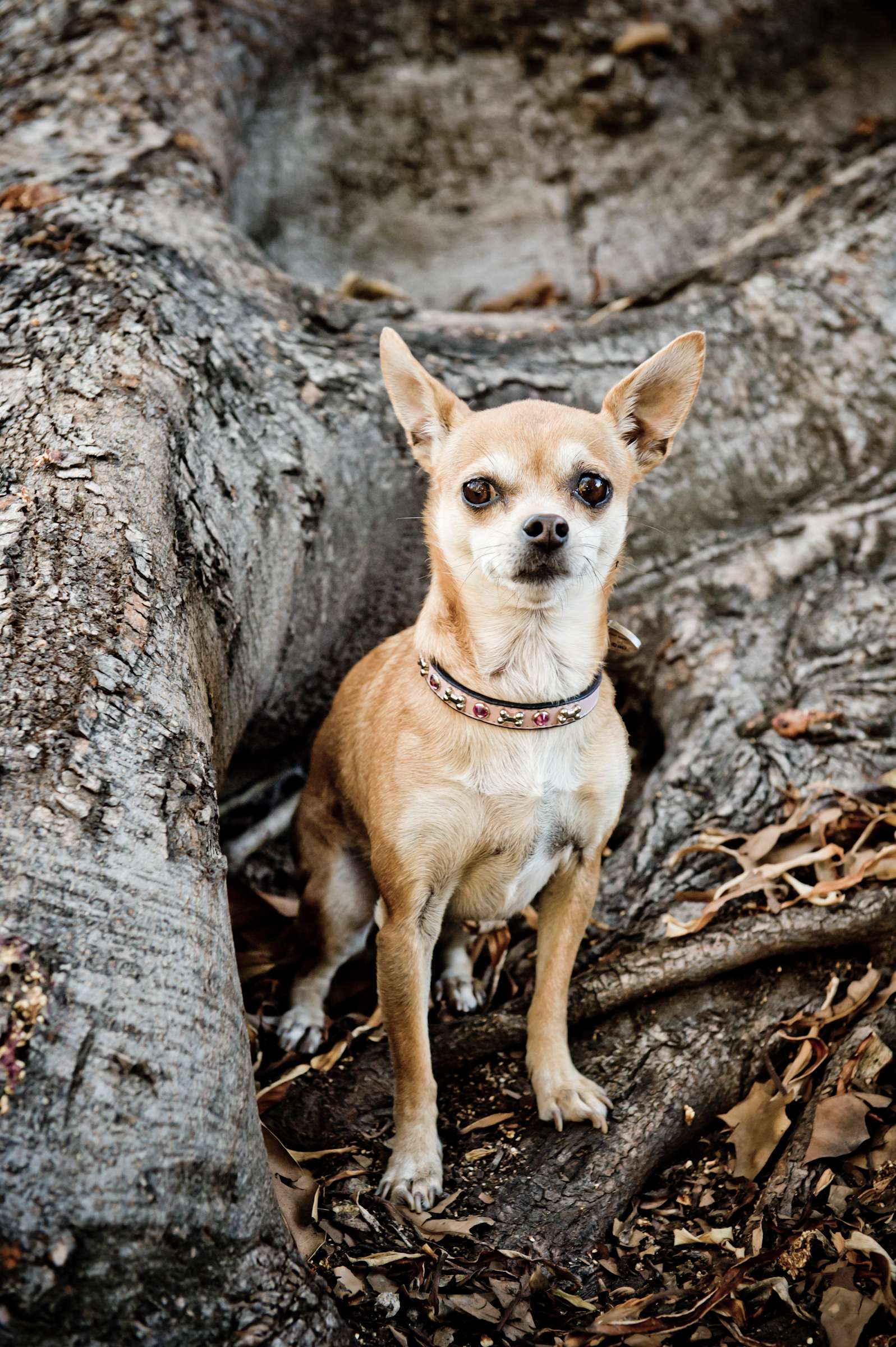 Wedding, Cute Dogs Wedding Photo #40 by True Photography