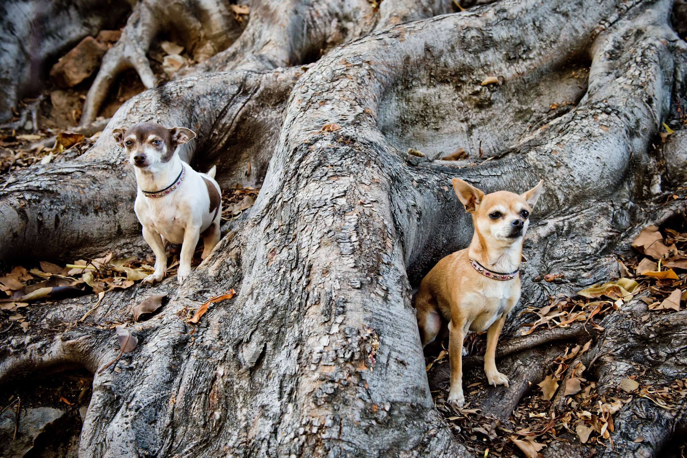 Wedding, Cute Dogs Wedding Photo #42 by True Photography