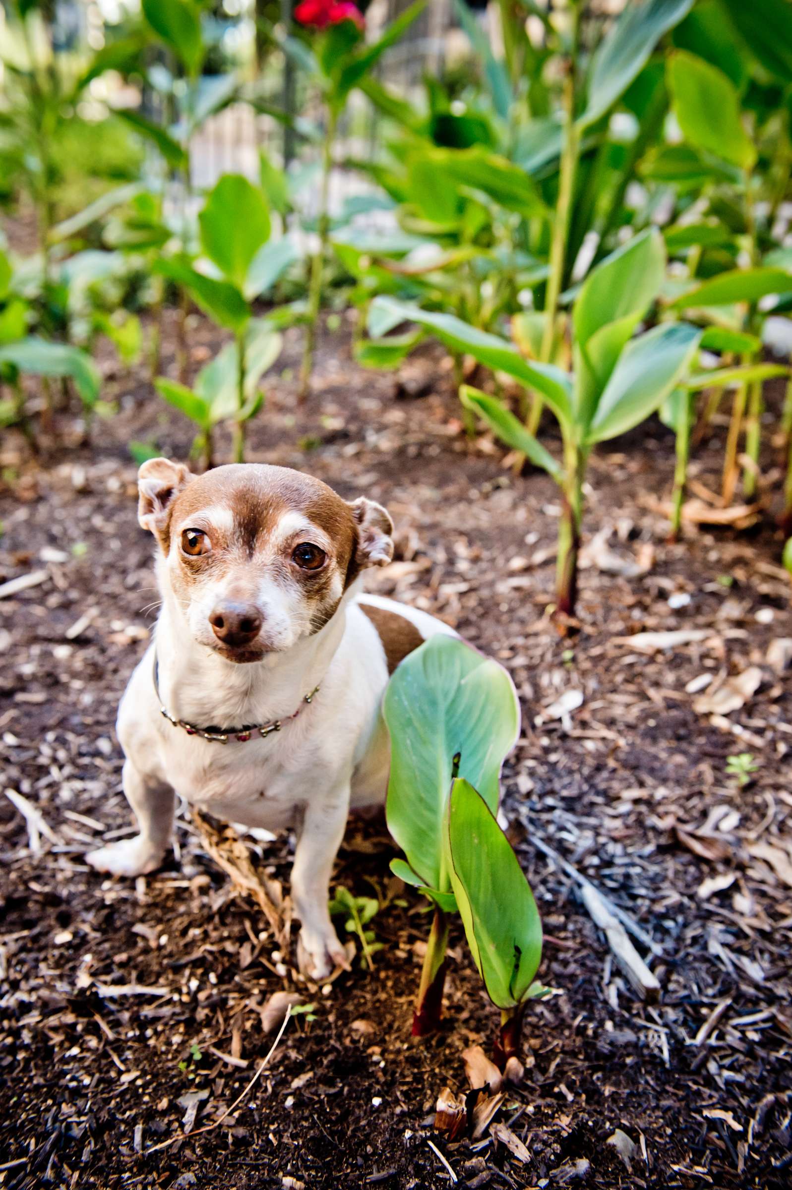 Wedding, Cute Dogs Wedding Photo #59 by True Photography