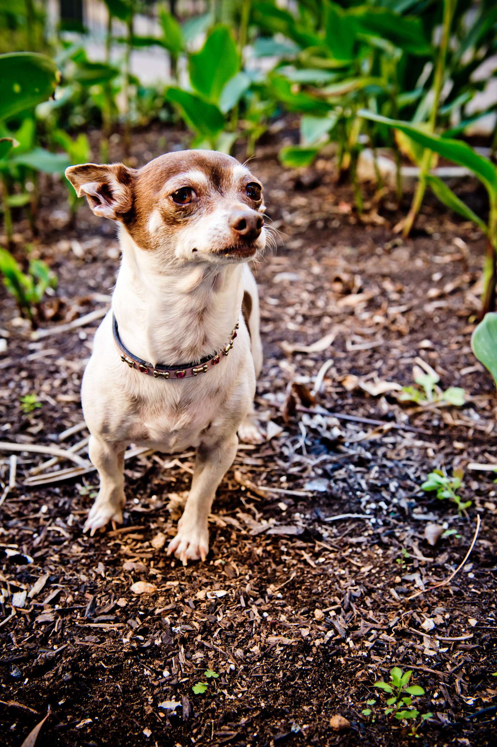 Wedding, Cute Dogs Wedding Photo #64 by True Photography