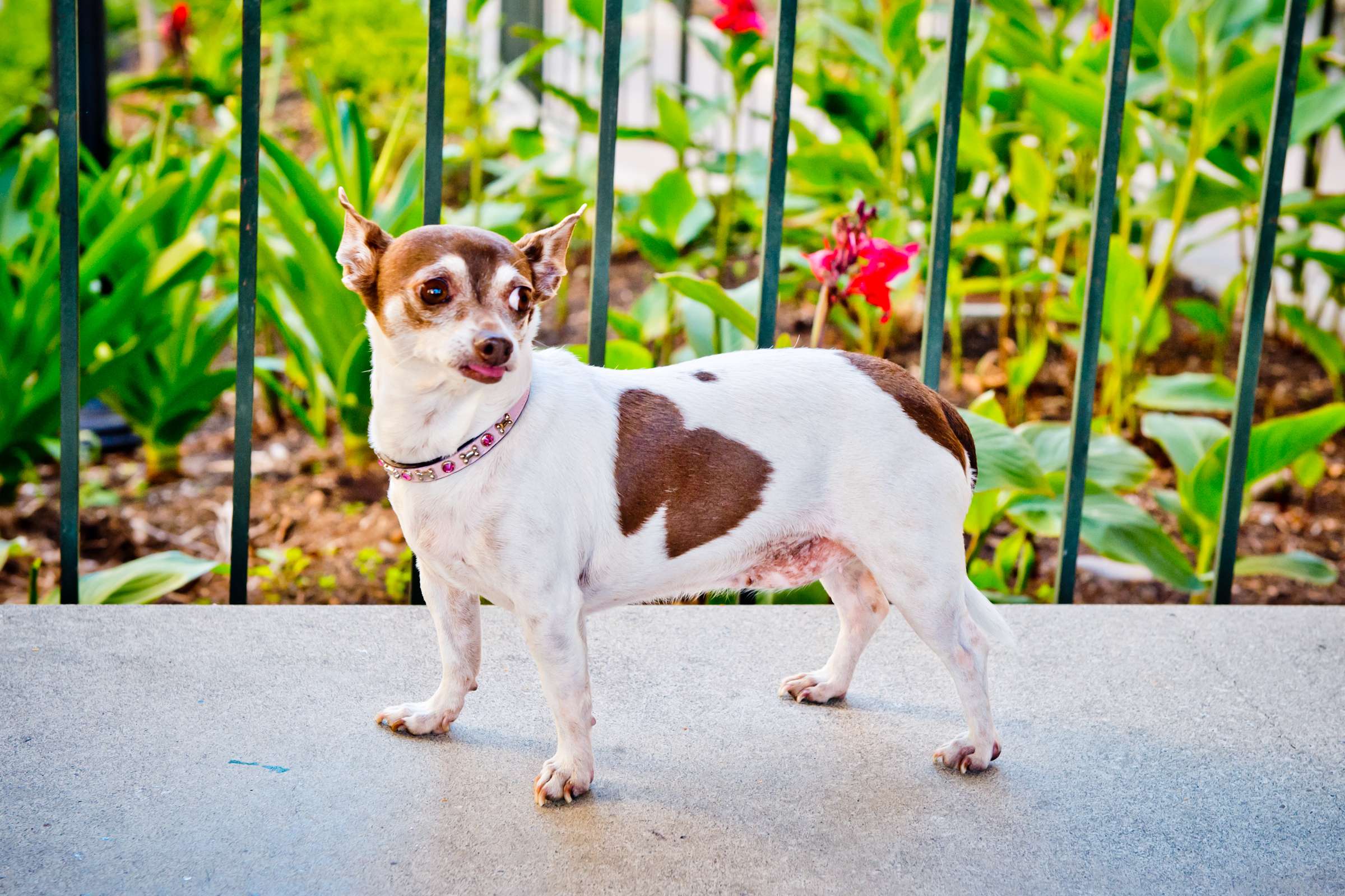 Wedding, Cute Dogs Wedding Photo #65 by True Photography