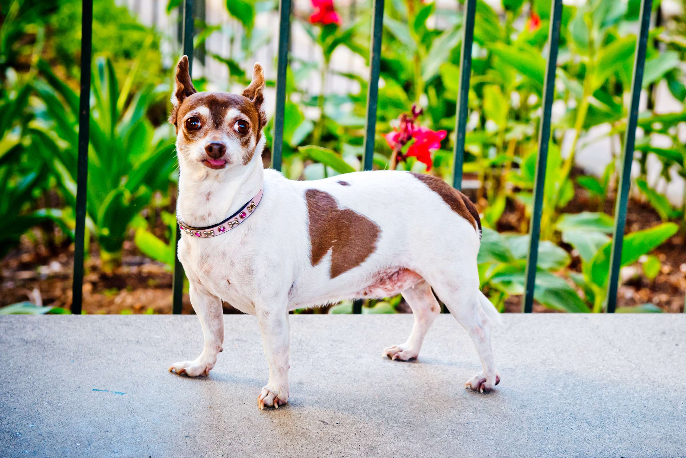 Wedding, Cute Dogs Wedding Photo #6 by True Photography