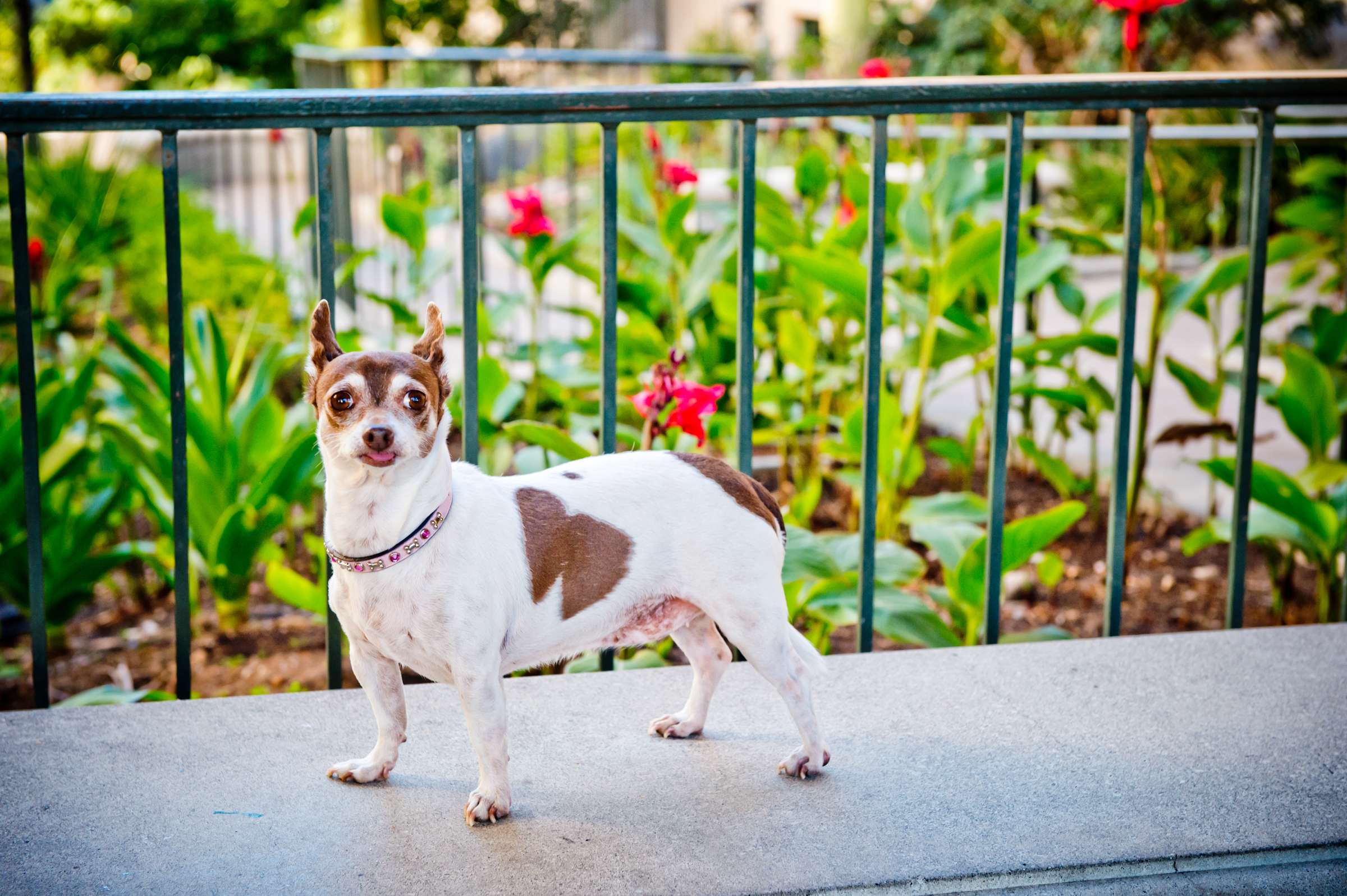 Wedding, Cute Dogs Wedding Photo #66 by True Photography