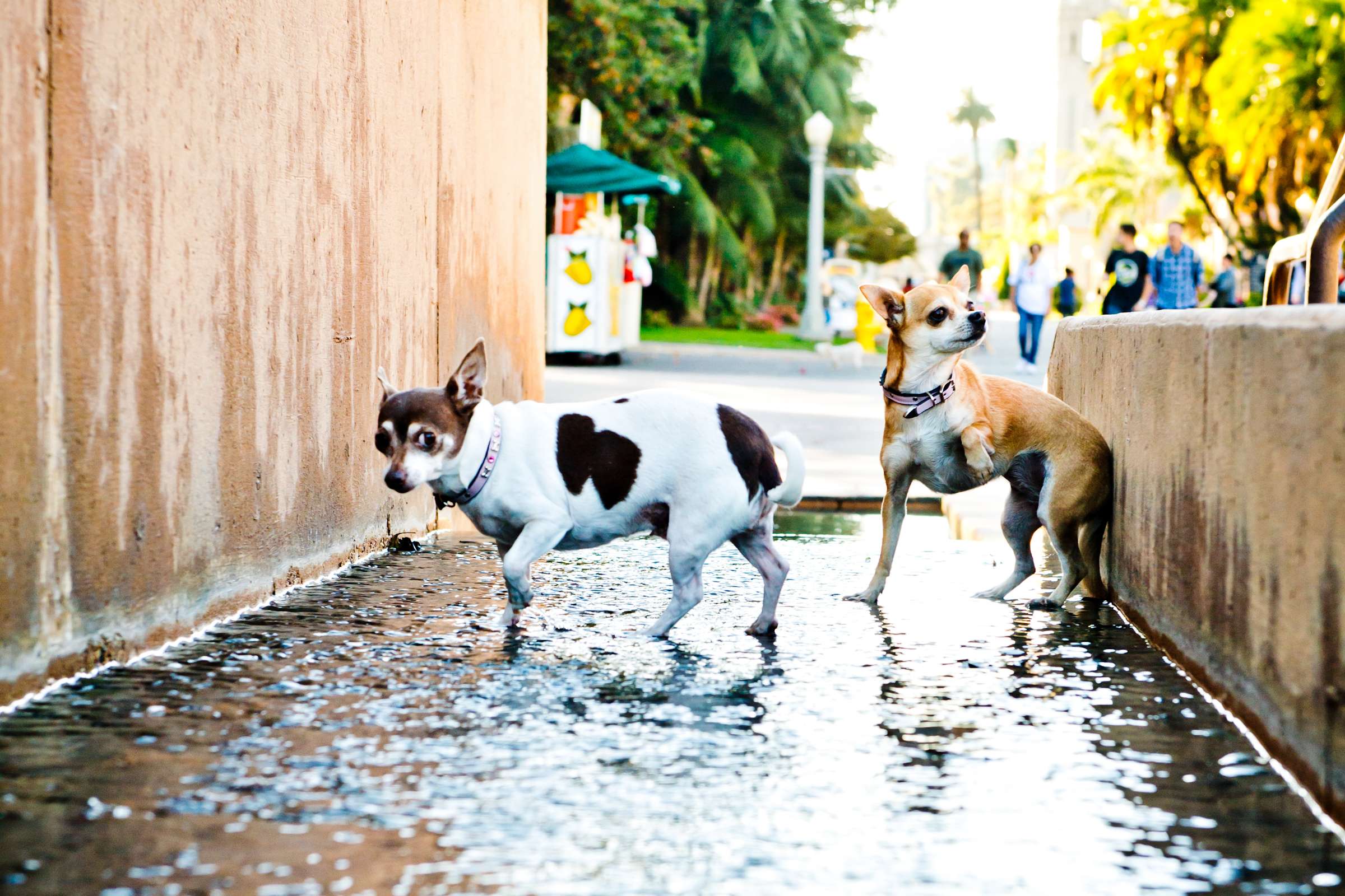 Wedding, Cute Dogs Wedding Photo #72 by True Photography