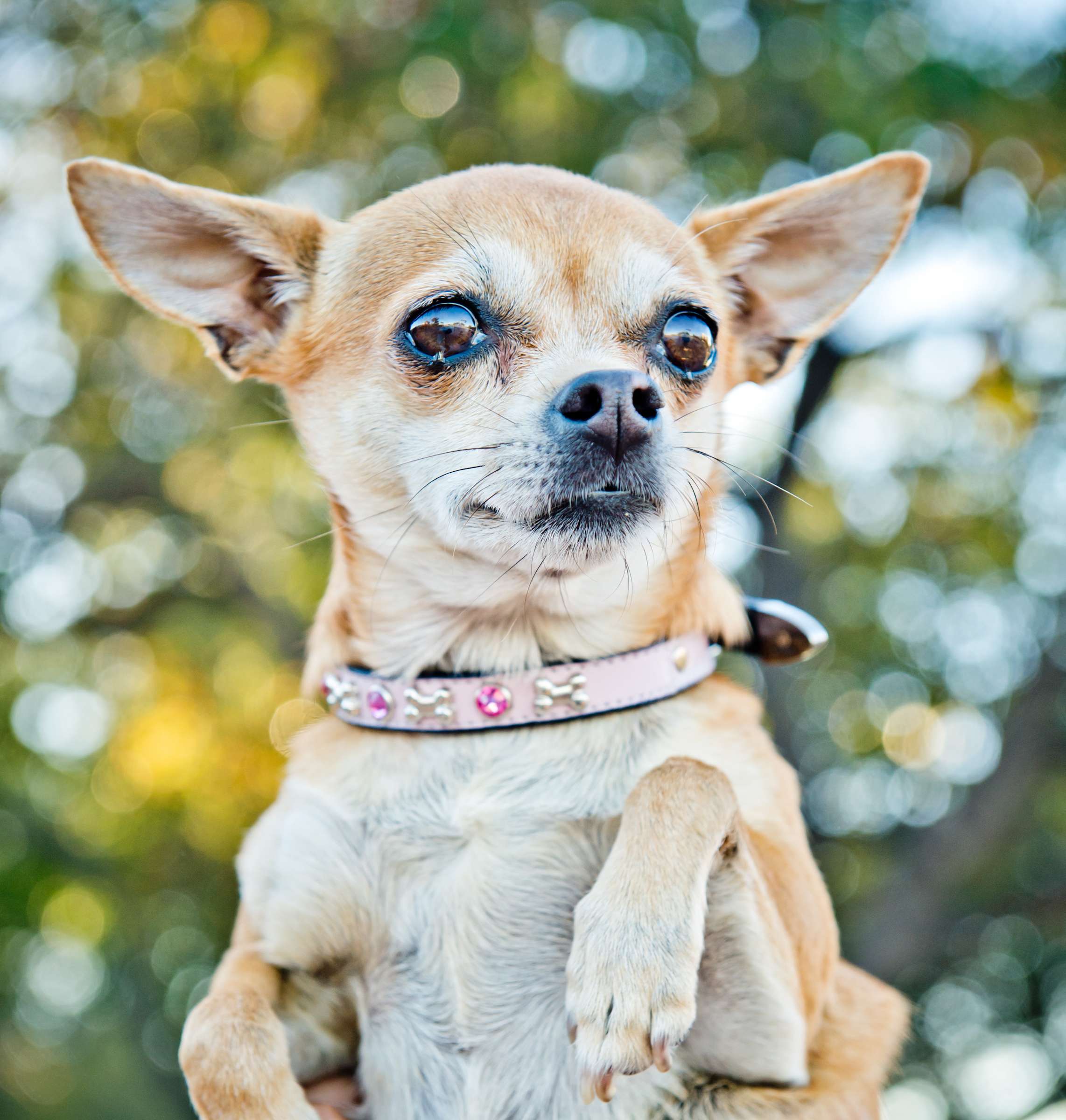 Wedding, Cute Dogs Wedding Photo #81 by True Photography