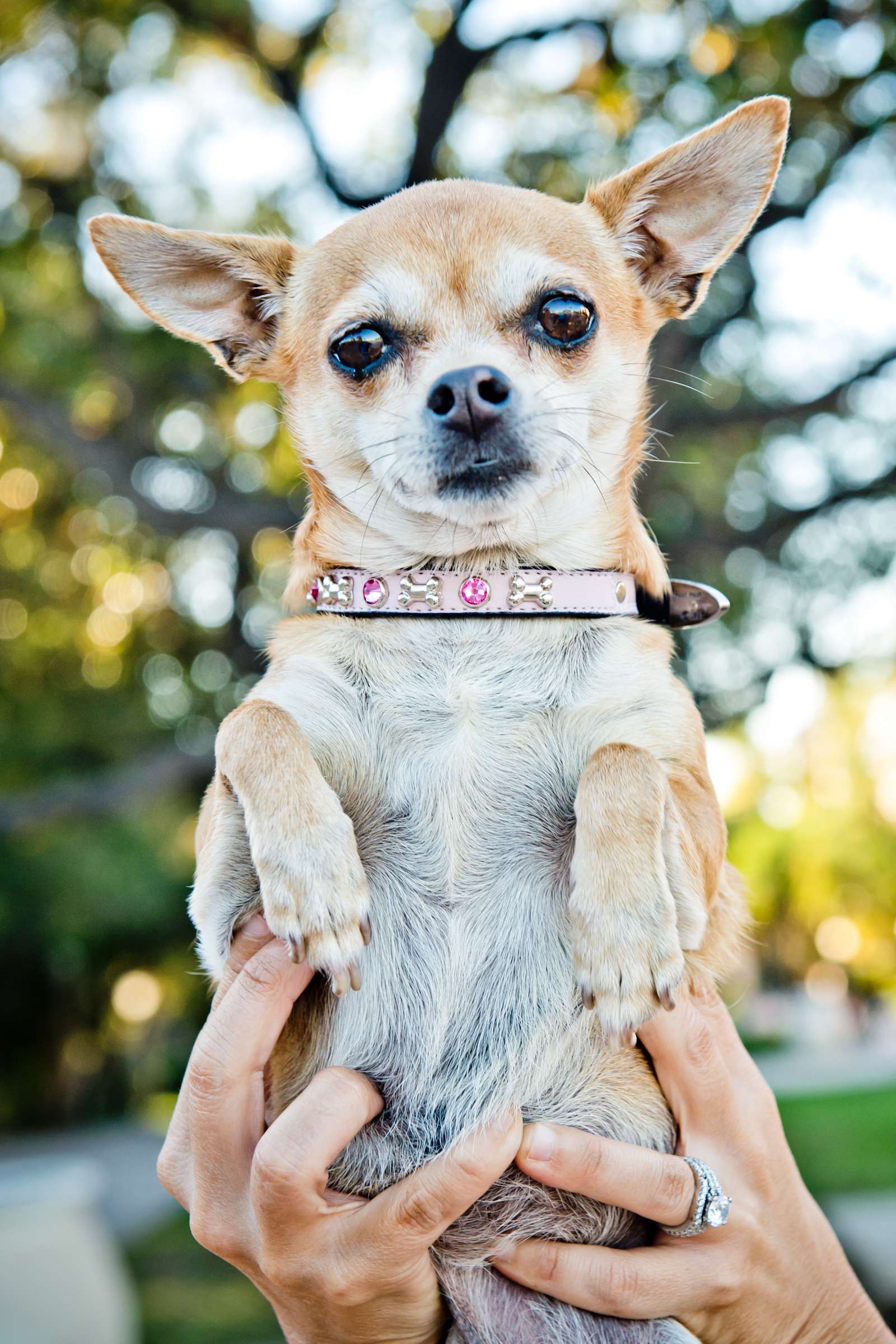 Wedding, Cute Dogs Wedding Photo #83 by True Photography