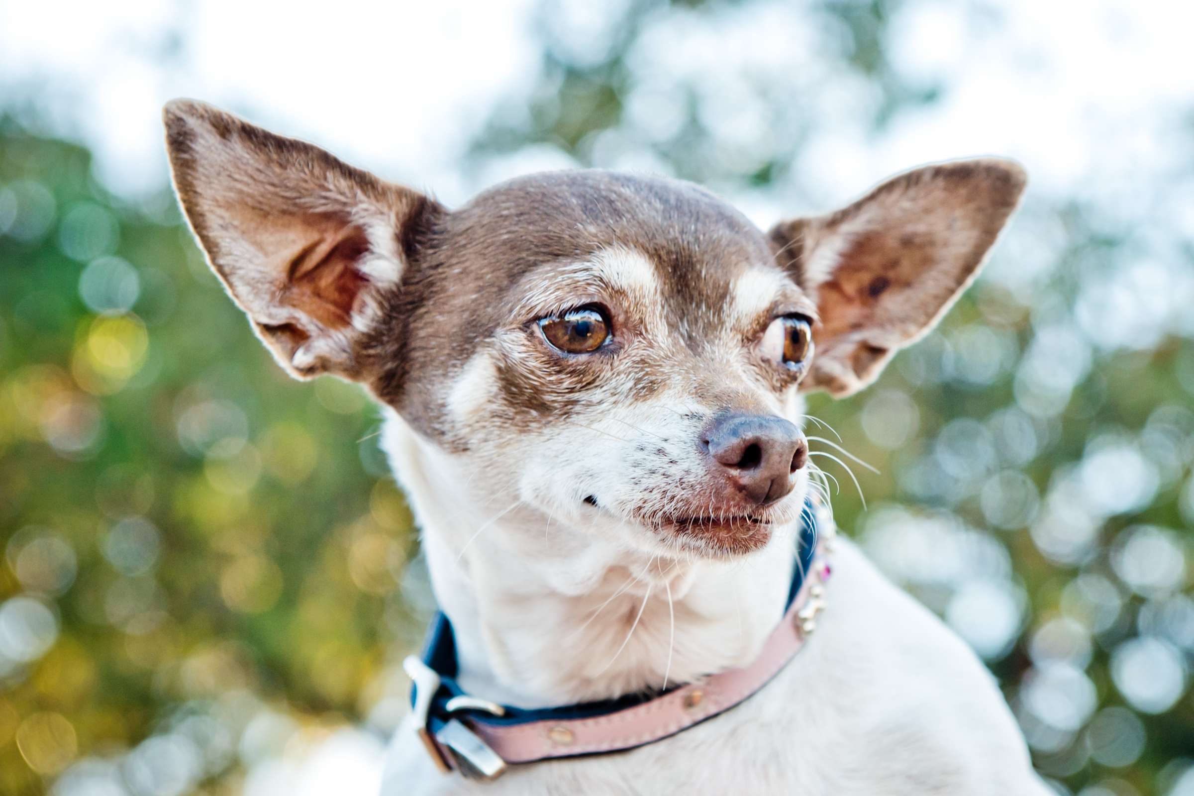 Wedding, Cute Dogs Wedding Photo #85 by True Photography