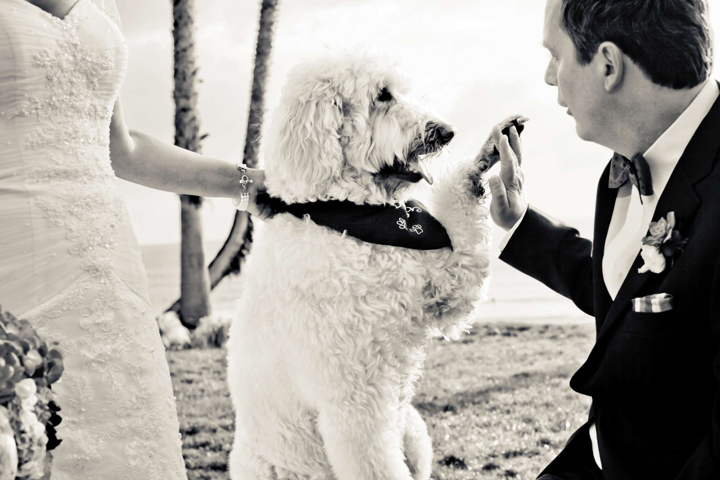 Scripps Seaside Forum Wedding coordinated by I Do Weddings, Lydia and Olin Wedding Photo #87194 by True Photography