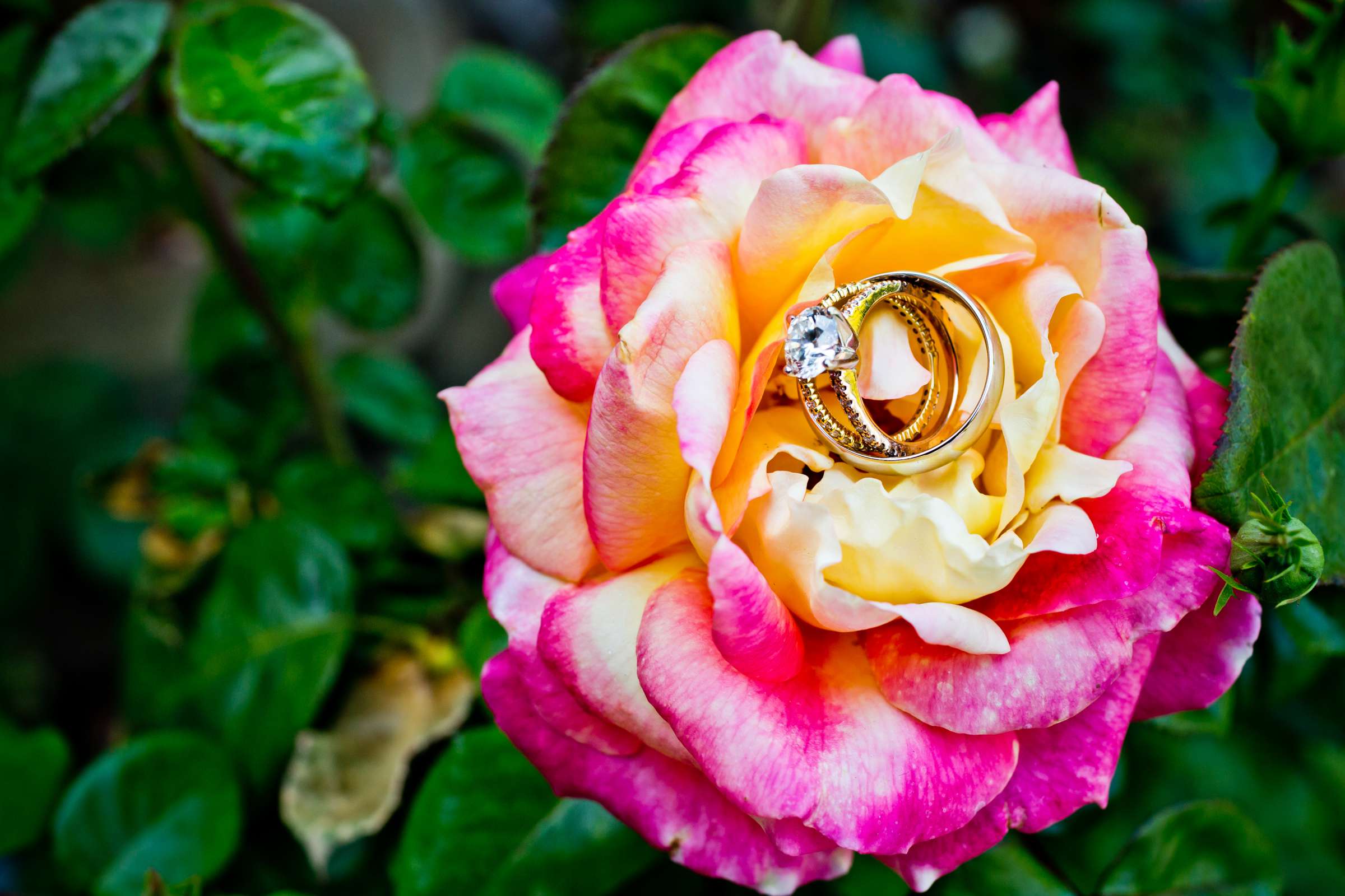 Rings at Bernardo Winery Wedding, Meagan and James Wedding Photo #118674 by True Photography