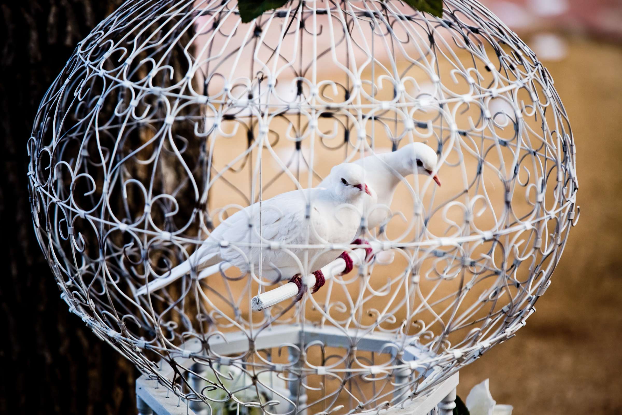 Details at San Diego Central Library Wedding coordinated by Chic Reverie by Jenna, Ava and Joel Wedding Photo #39 by True Photography