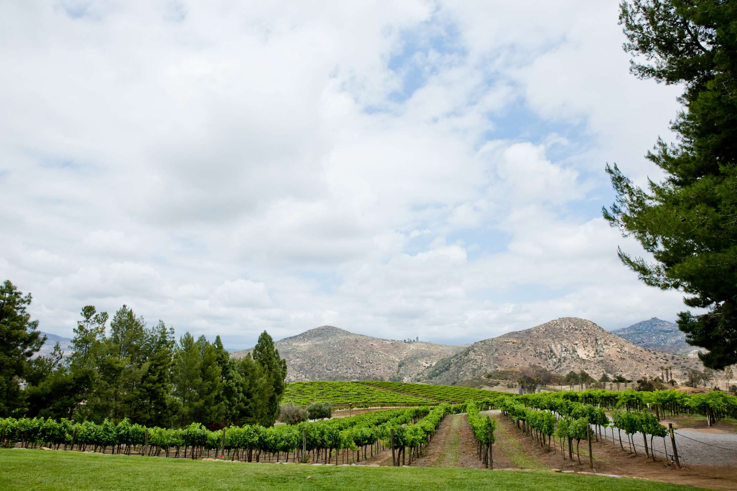 Orfila Vineyards Wedding, Jazmine and Charlie Wedding Photo #57 by True Photography