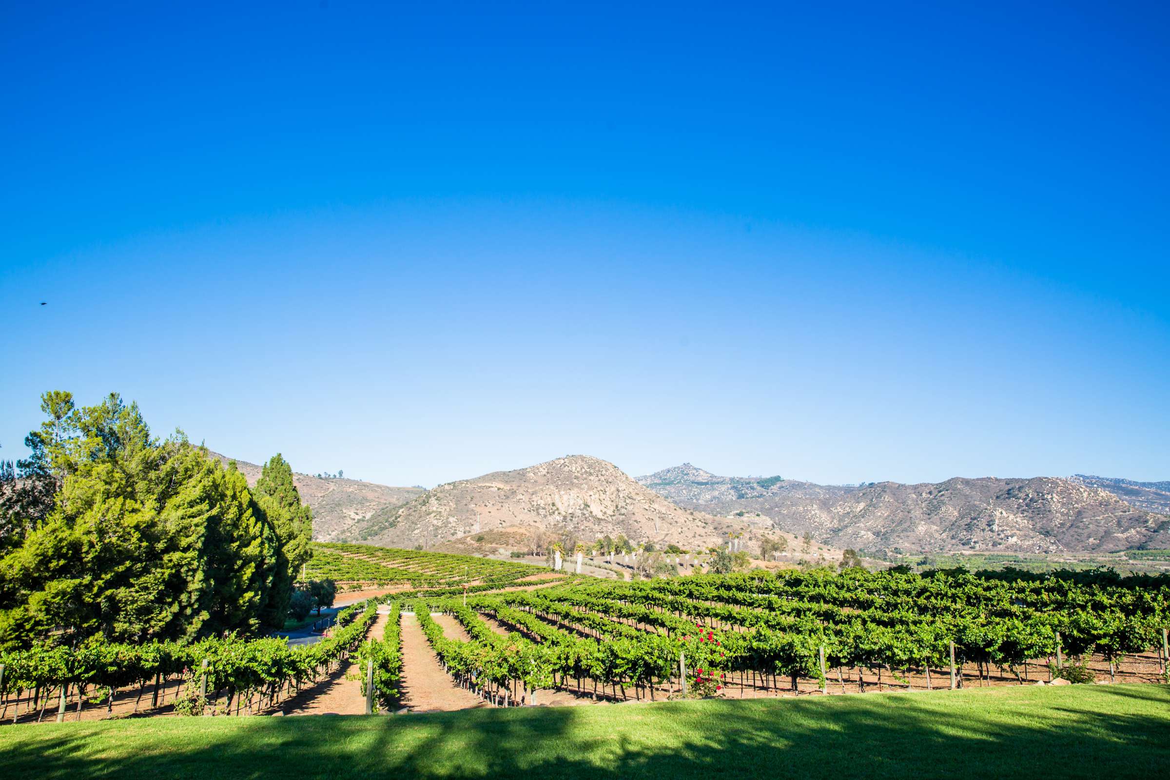 Orfila Vineyards Wedding, Amanda and Craig Wedding Photo #27 by True Photography