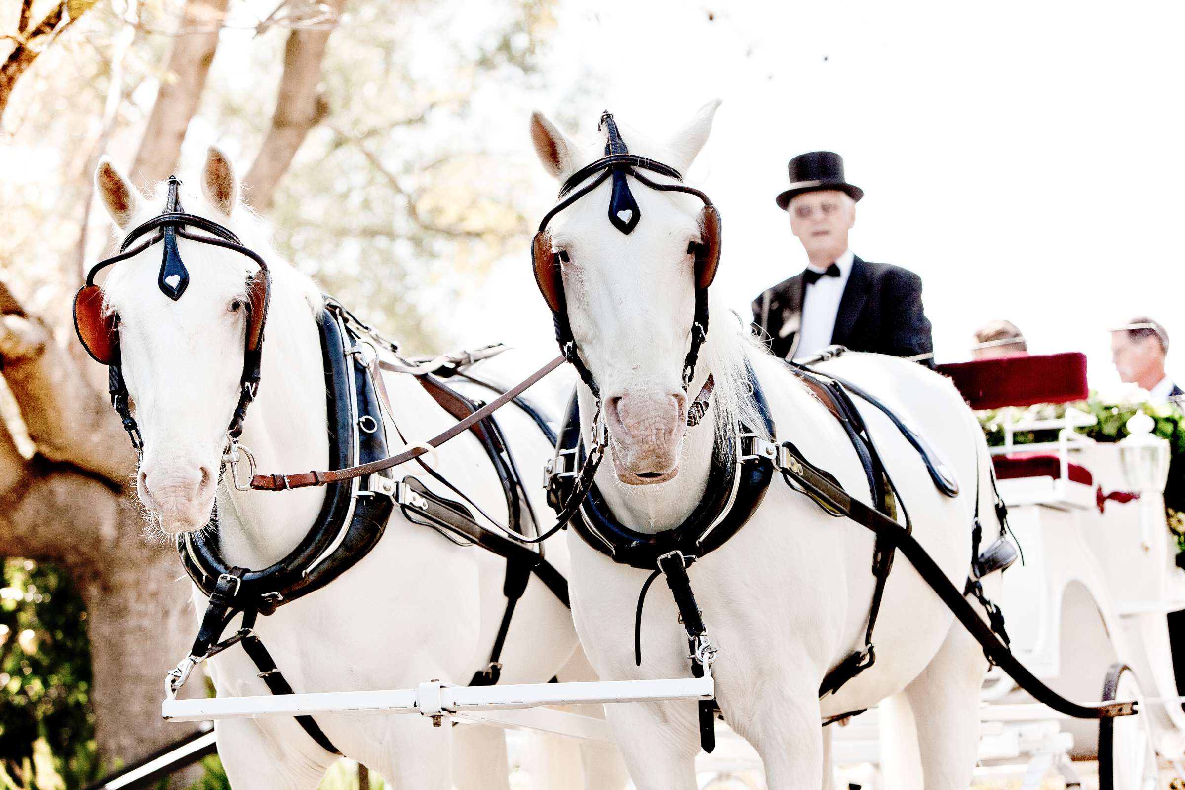 Grand Tradition Estate Wedding coordinated by Grand Tradition Estate, Diana and Martin Wedding Photo #195302 by True Photography