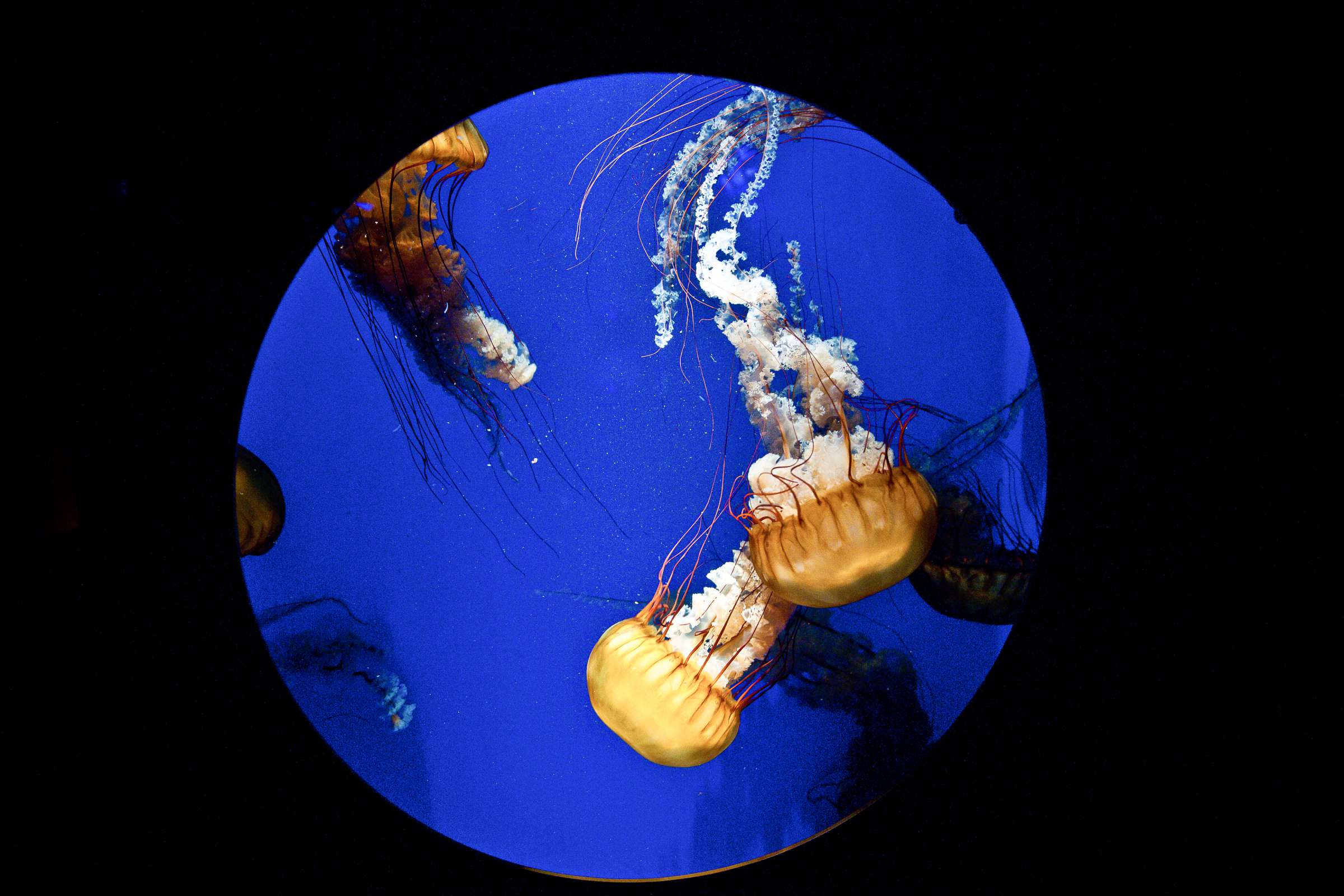 Birch Aquarium at Scripps Wedding coordinated by Bridal Bar, Jenny and Chris Wedding Photo #217489 by True Photography