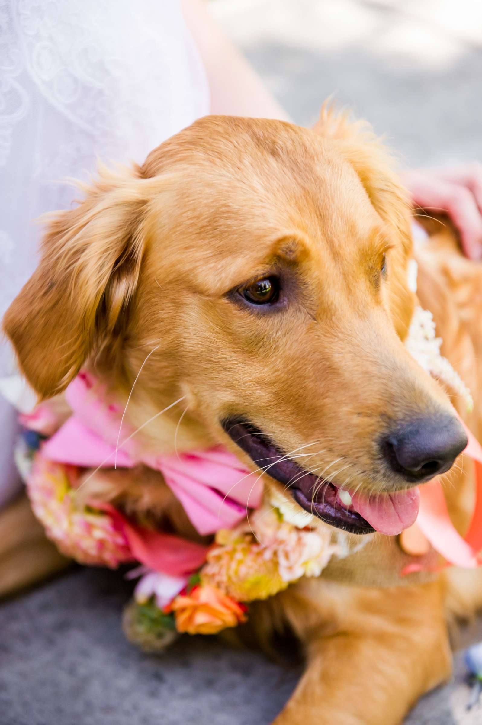 Ring Bearer, Pets at Twin Oaks House & Gardens Wedding Estate Wedding coordinated by Twin Oaks House & Gardens Wedding Estate, Danielle and Shawn Wedding Photo #48 by True Photography