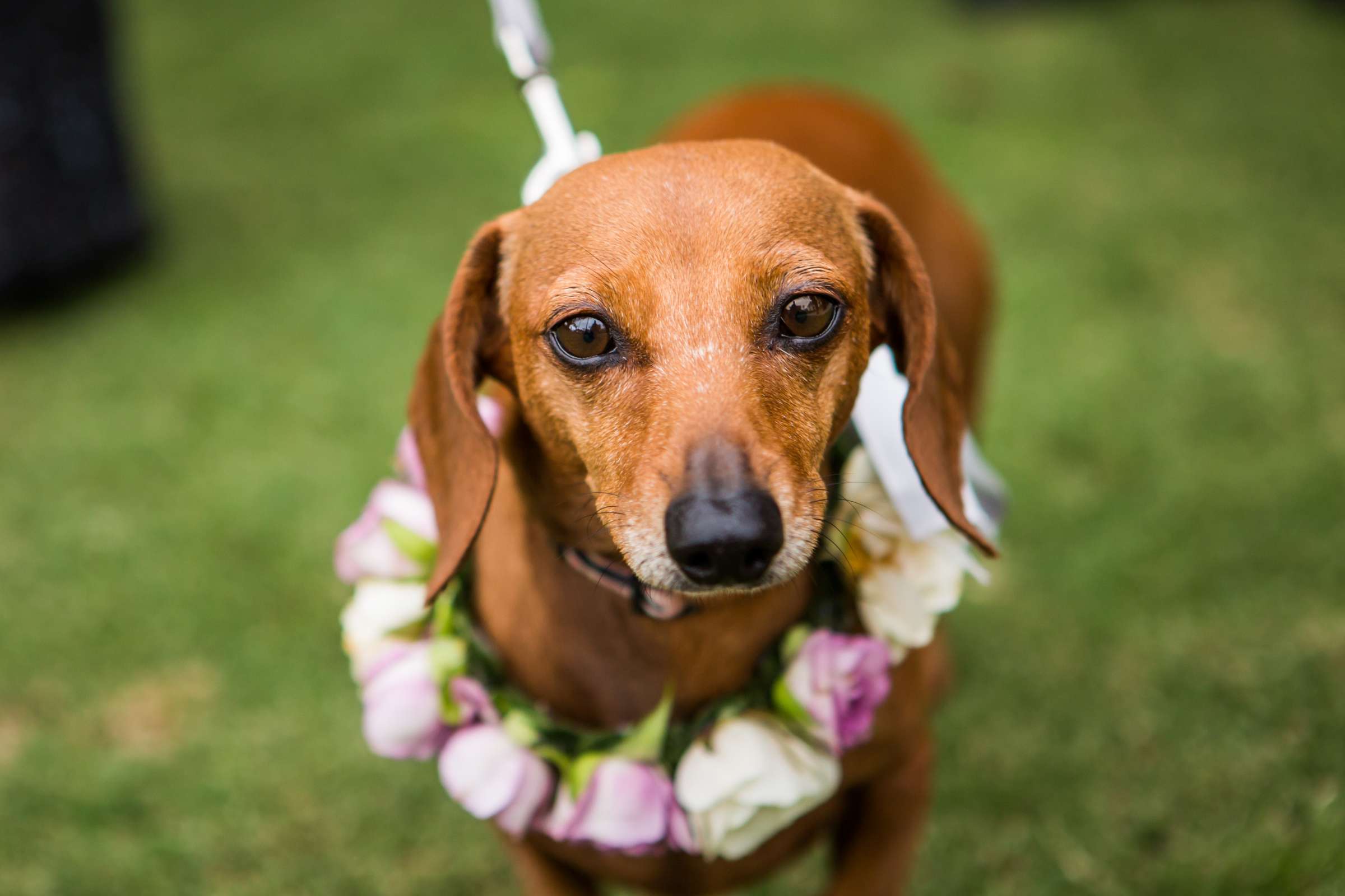 Park Hyatt Aviara Wedding, Kelly and Greg Wedding Photo #35 by True Photography