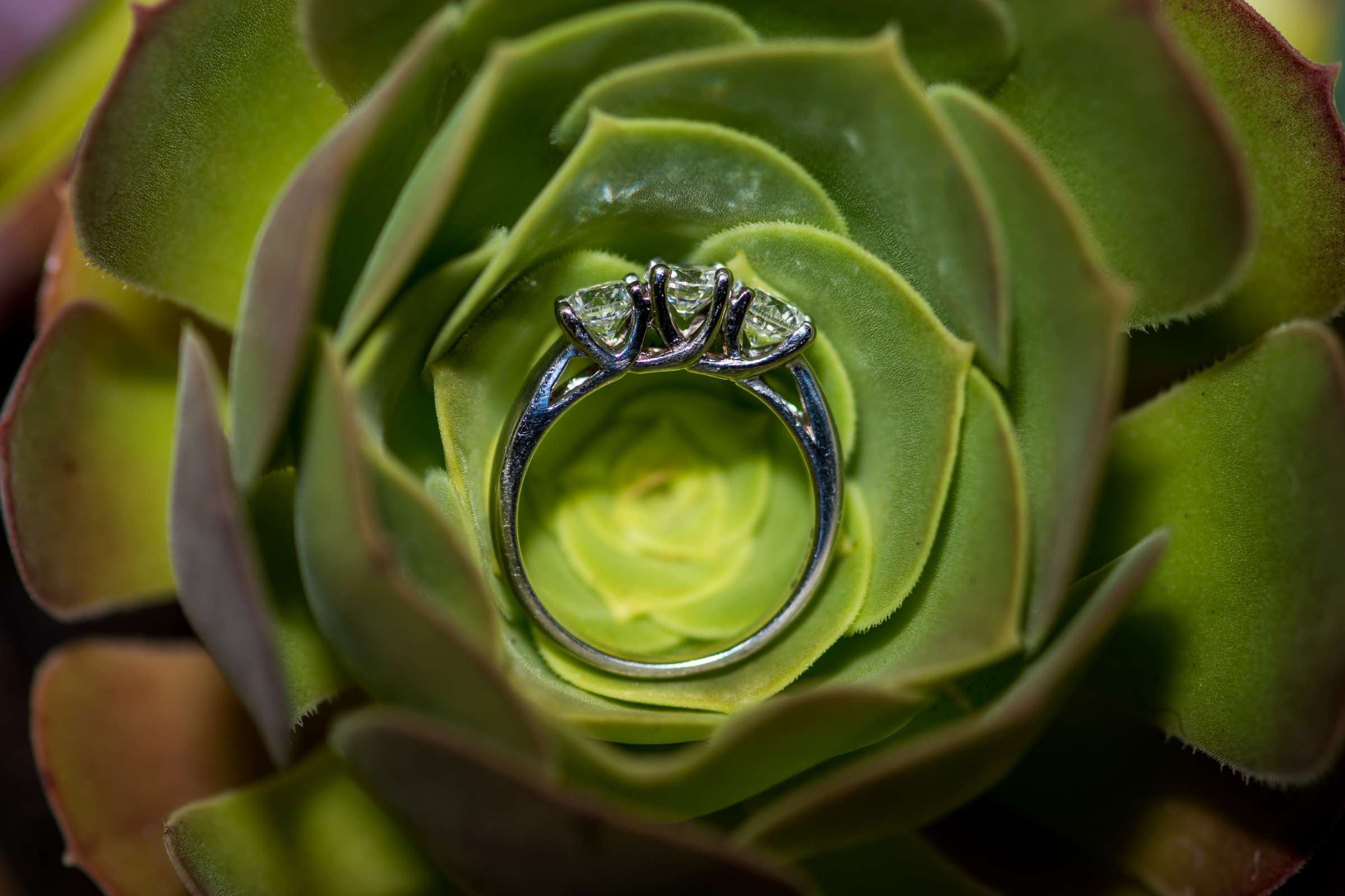 San Diego Botanic Garden Wedding coordinated by Rock Steady Events, Kim and Jorge Wedding Photo #245364 by True Photography