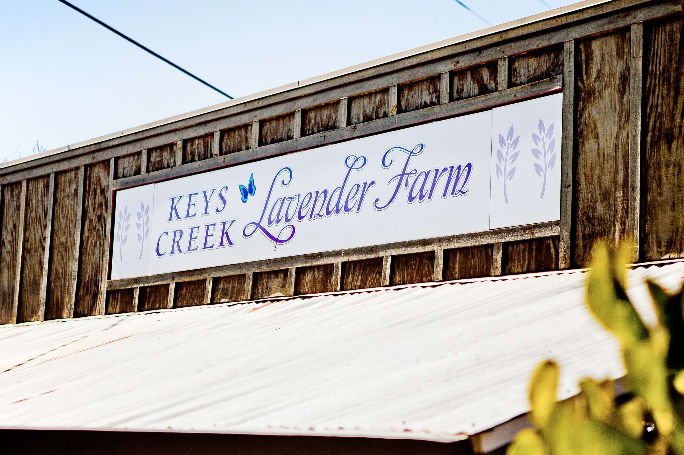 Keys Creek Lavender Farms Wedding coordinated by Gia Zopatti Wedding Coordination, Vi and Michael Wedding Photo #308780 by True Photography