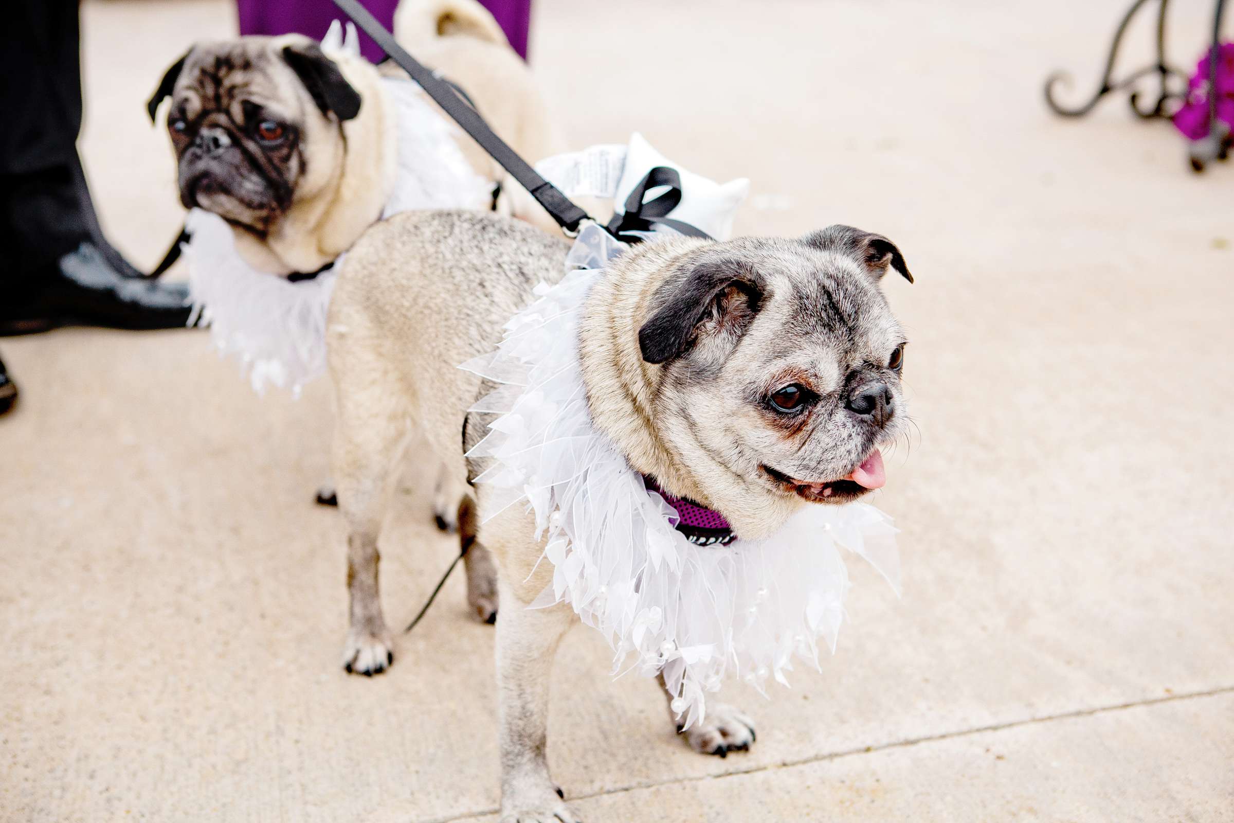 Admiral Kidd Club Wedding coordinated by SD Weddings by Gina, Jen and Chris Wedding Photo #316814 by True Photography