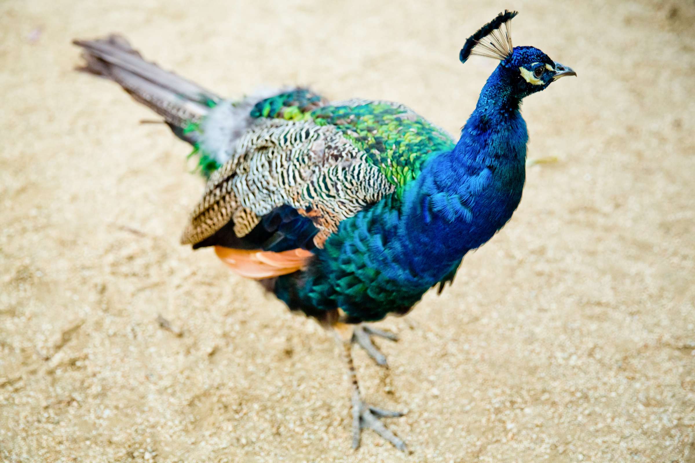 Leo Carrillo Ranch Wedding, Heather and Joshua Wedding Photo #339031 by True Photography