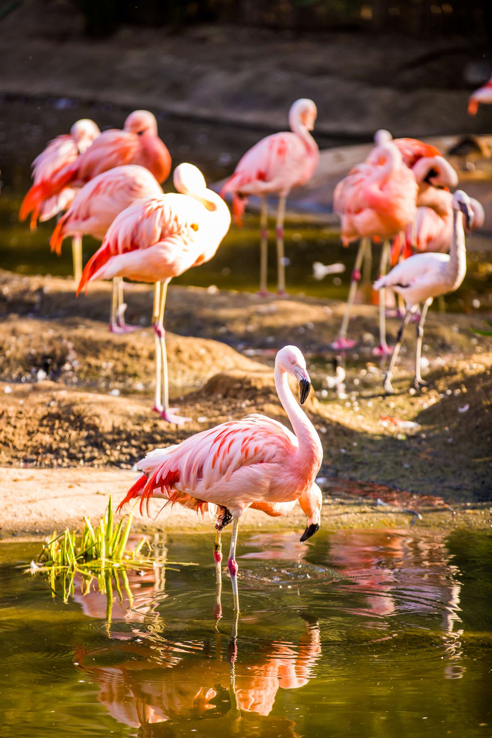 Safari Park Wedding, Jocelyn and Heras Wedding Photo #116 by True Photography